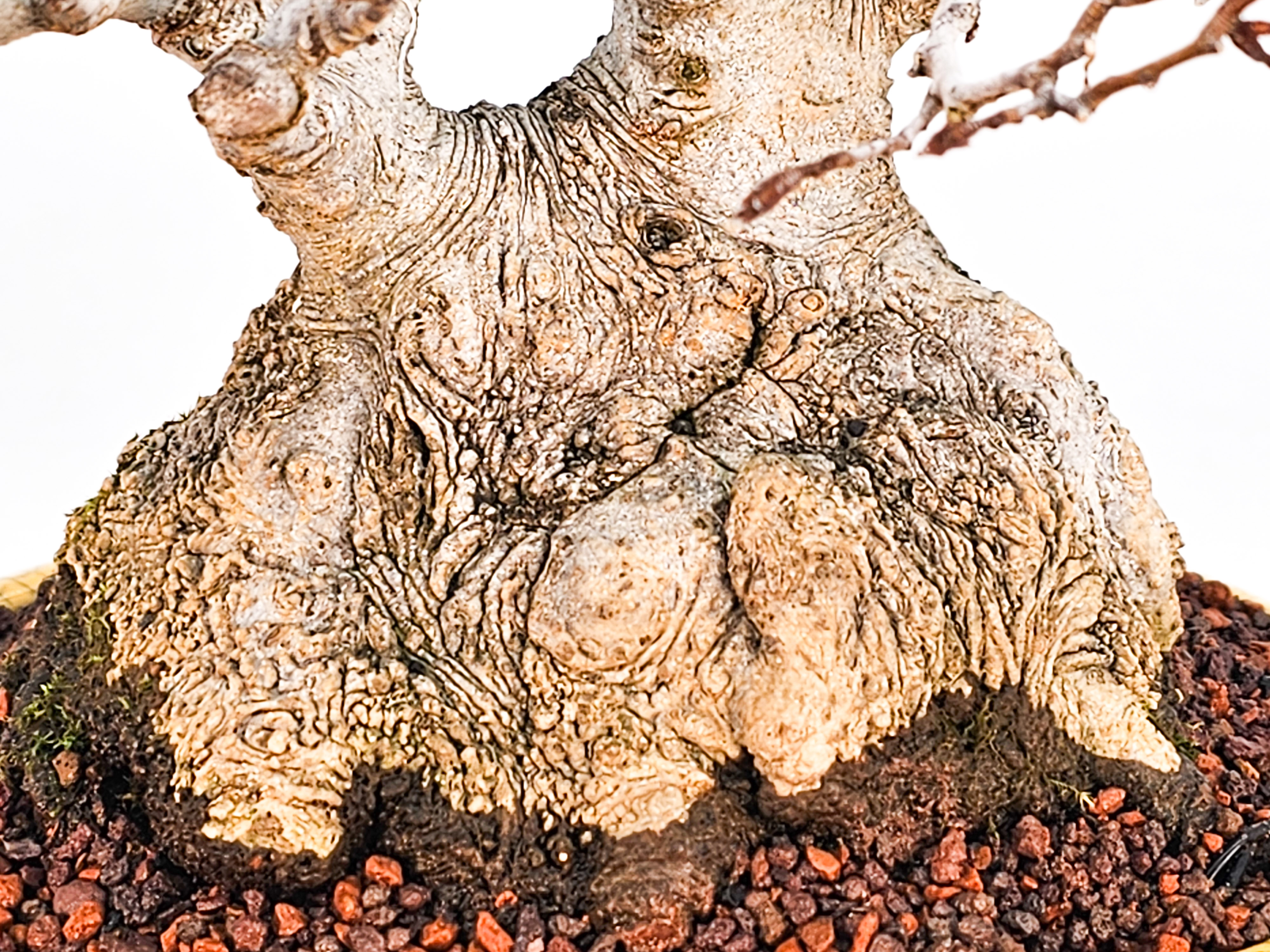 Bonsai Premium Kerbbuche Fagus Crenata 17,5 cm Video!! Bonsai Premium Kerbbuche Fagus Crenata 17,5 cm Video!!