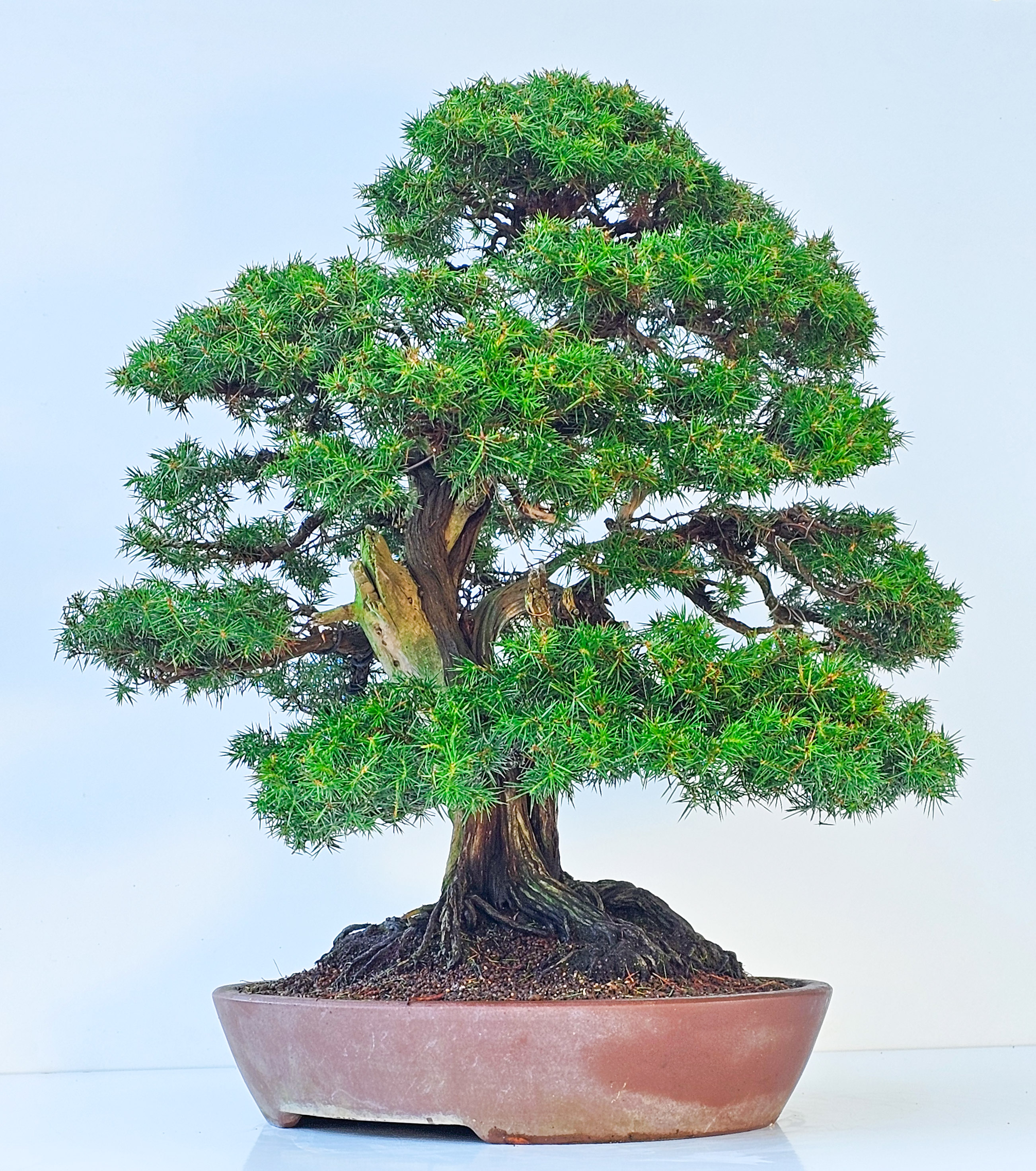 Bonsai Igelwacholder - Juniperus Rigida 67cm  