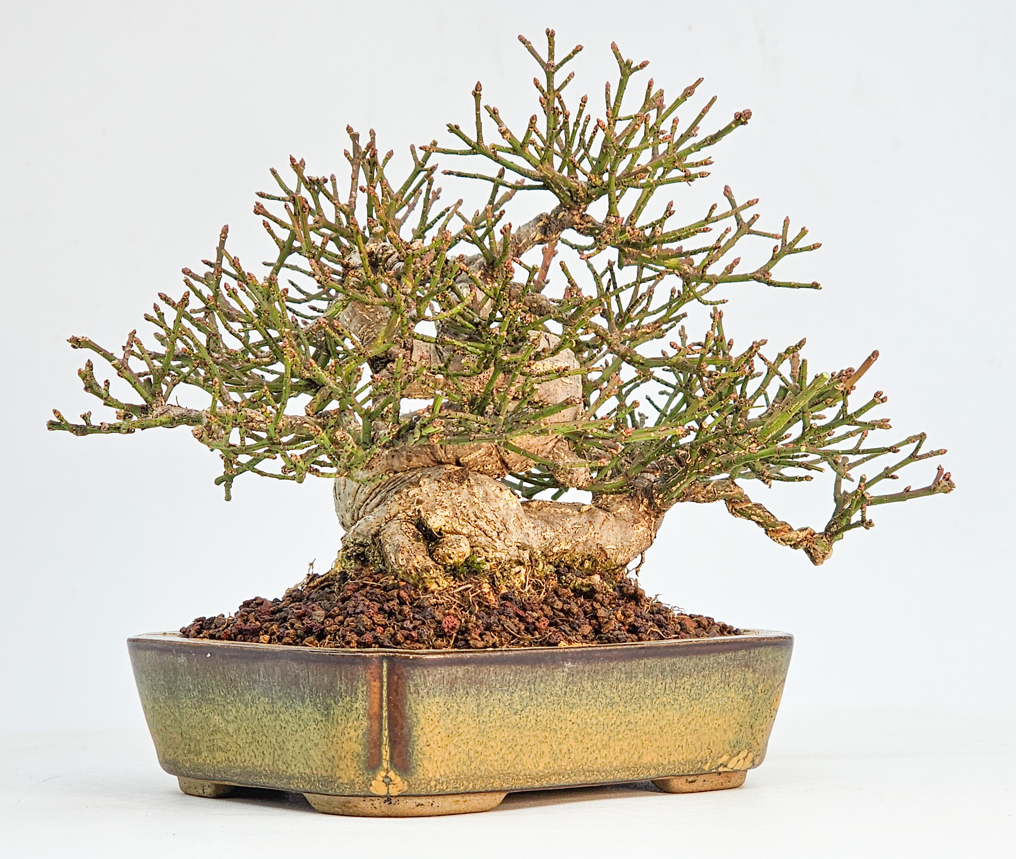  Bonsai Pfaffenhütchen - Euonymus Shohin 13,5cm