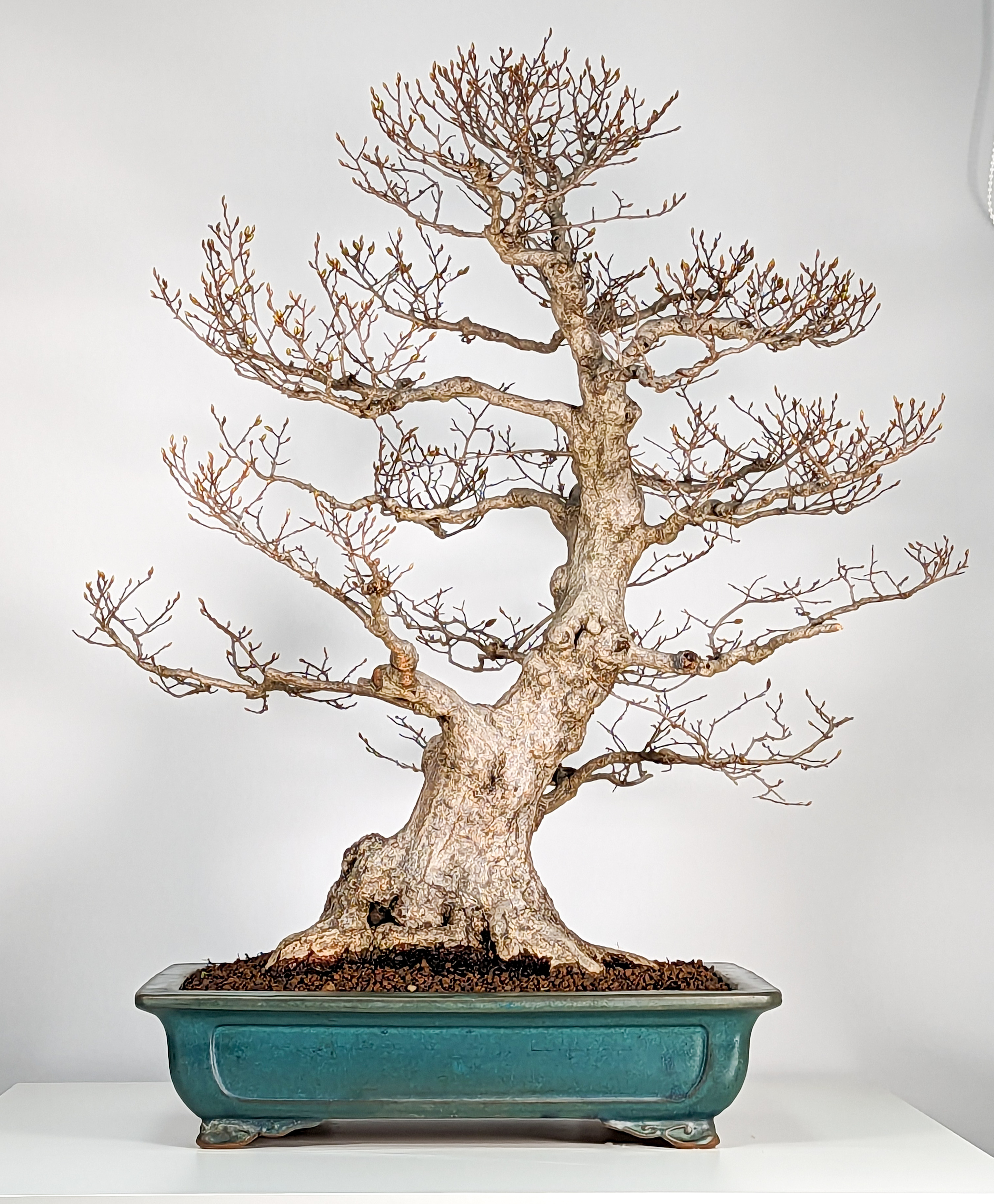 Bonsai Koreanische Hainbuche Carpinus coreana 70cm