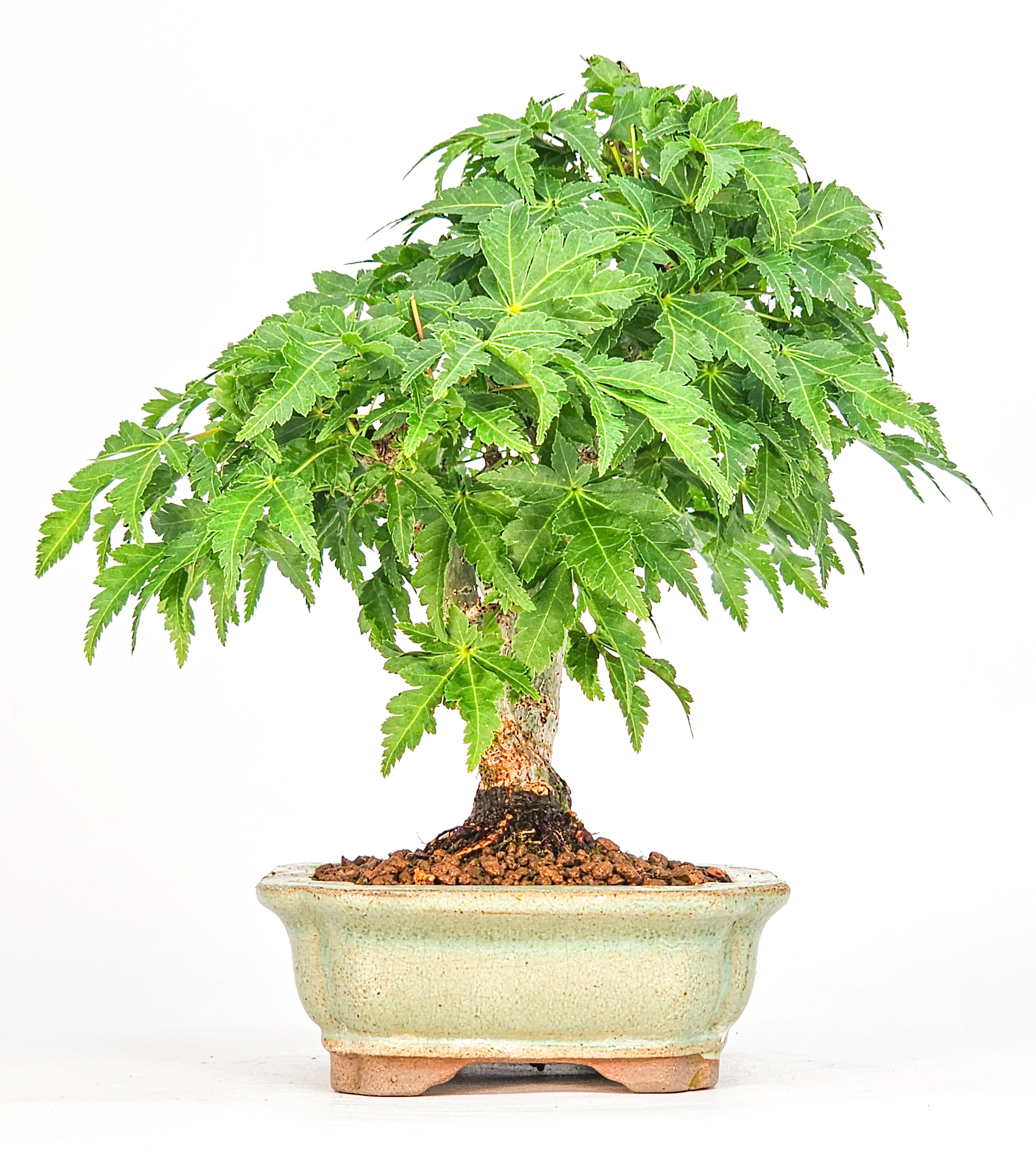 Bonsai Löwenkopfahorn- Acer palmatum Shishigashira Shohin 16cm