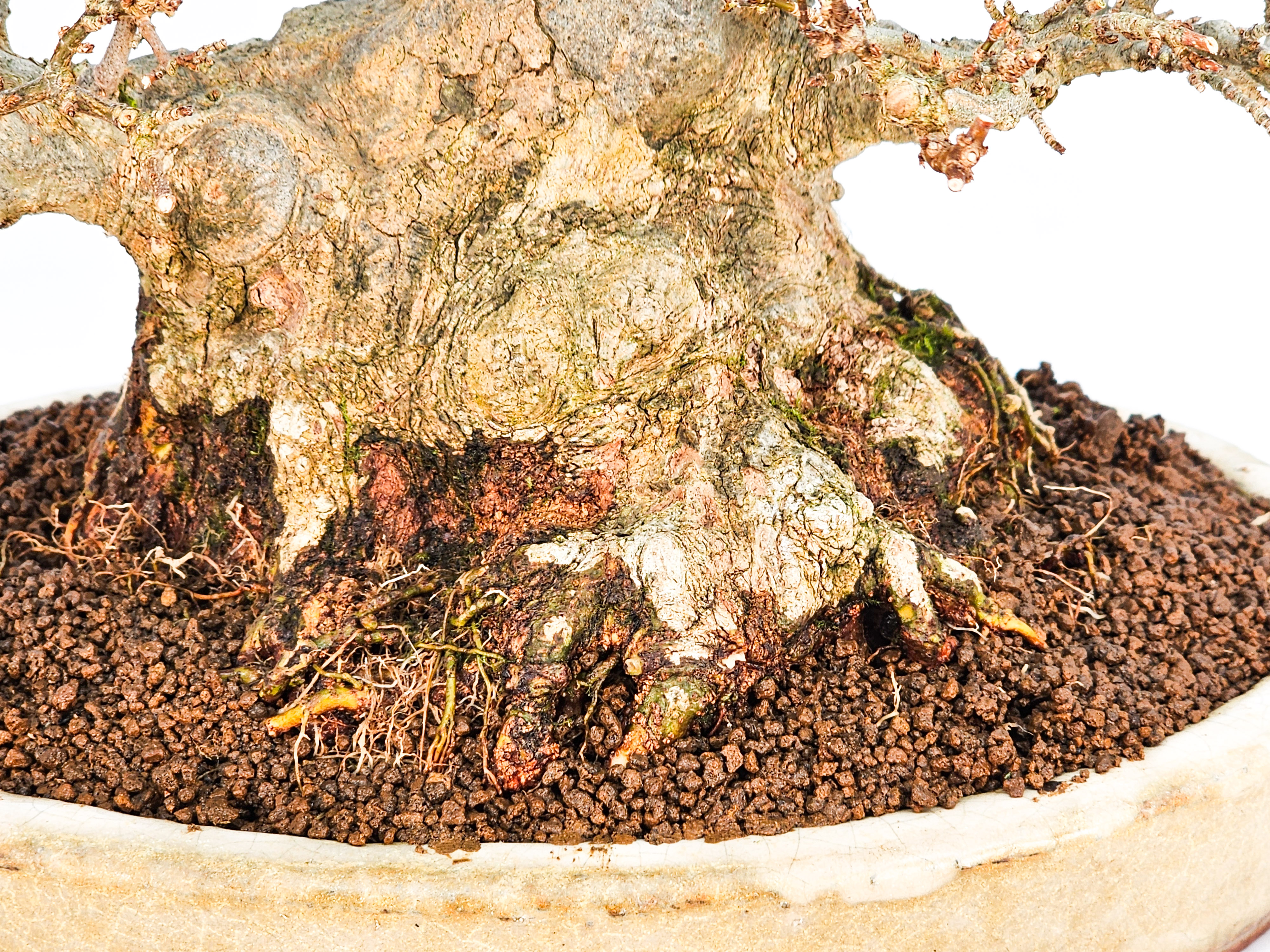 Bonsai Dreispitzahorn - Acer buergerianum 20cm Video!! Bonsai Dreispitzahorn - Acer buergerianum 20cm Video!!