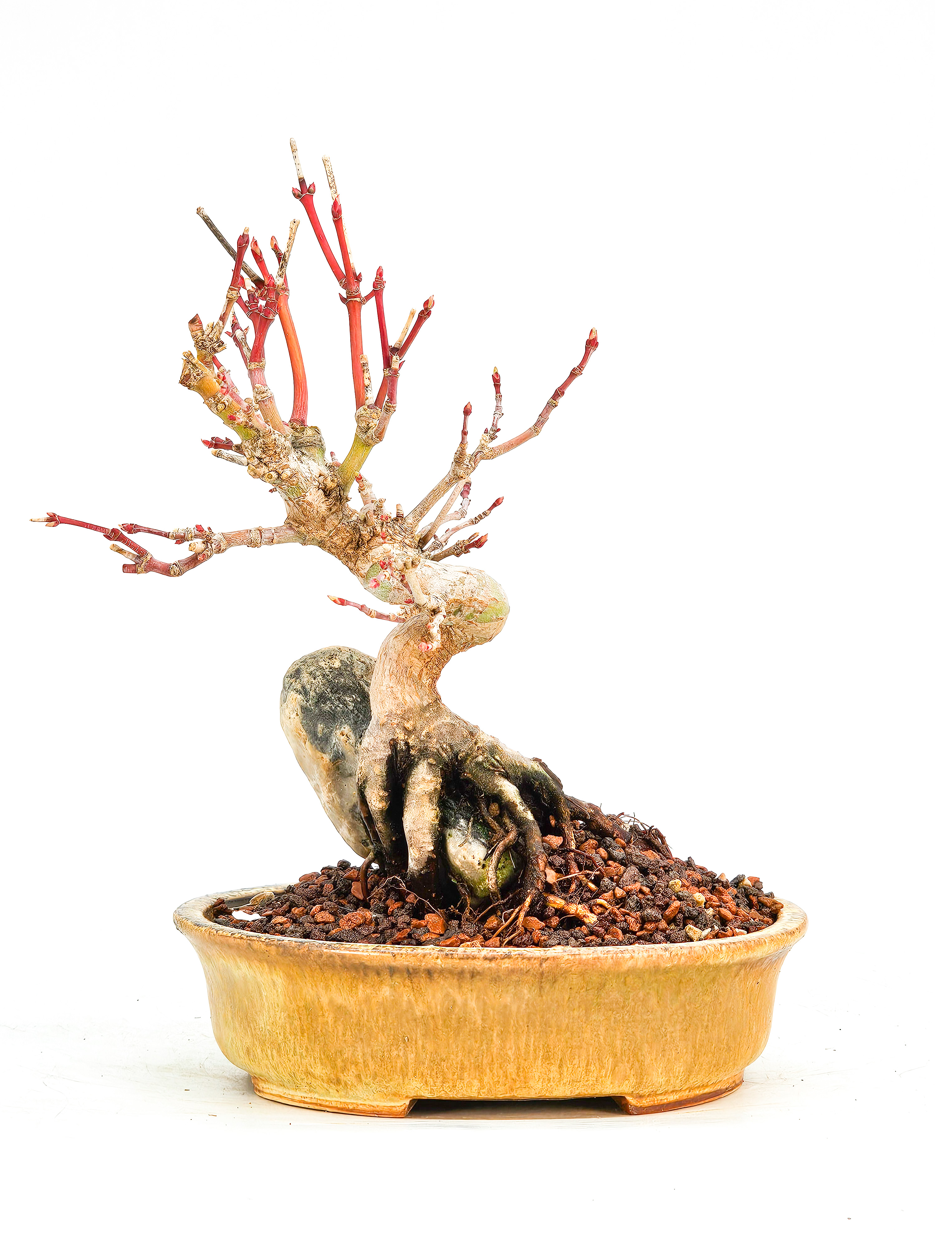 Bonsai Fächerahorn Acer Palmatum Shohin 14cm   