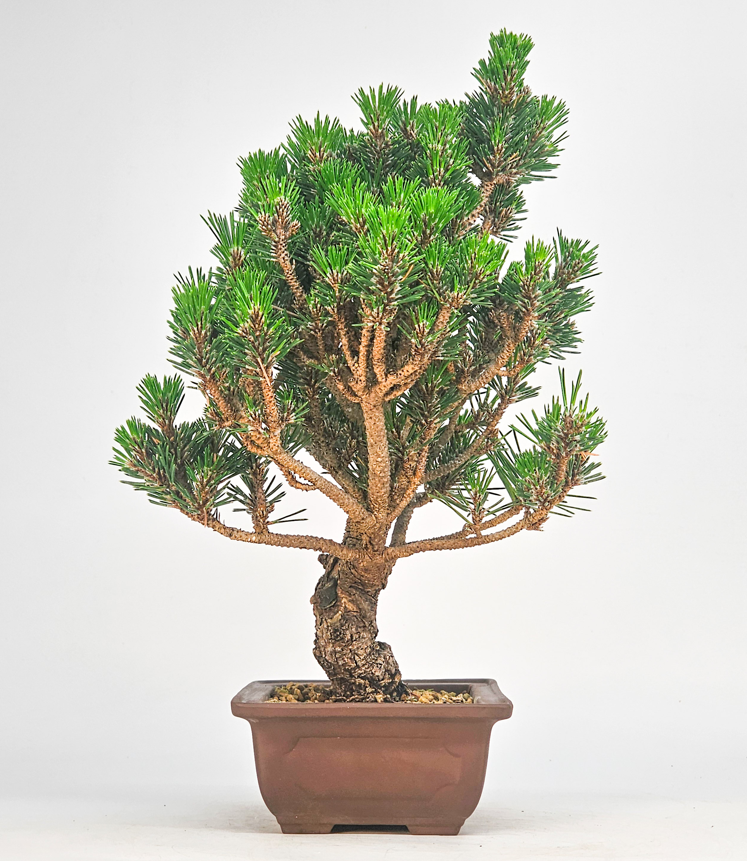 Bonsai Schwarzkiefer - Pinus thunbergii 28cm