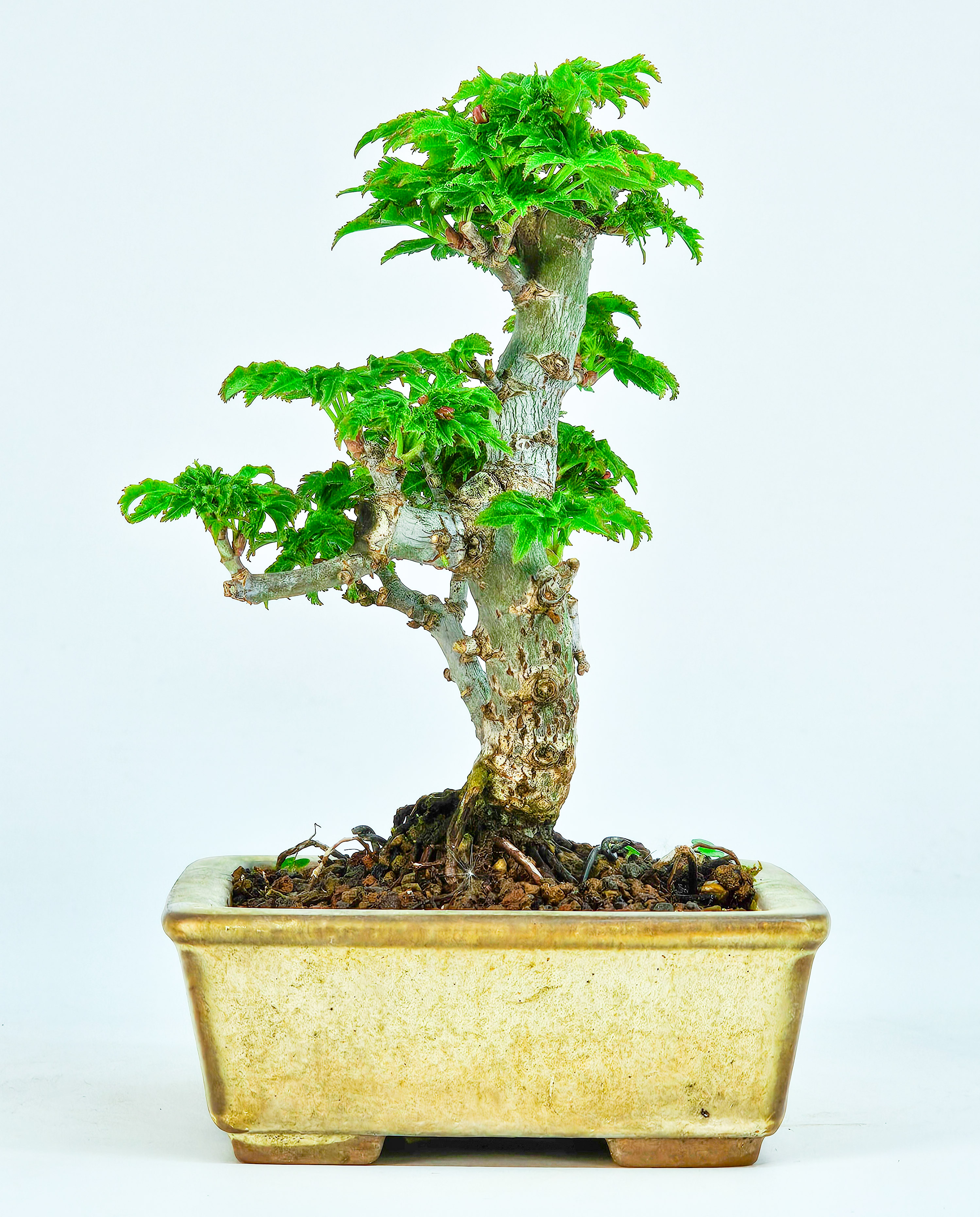 Bonsai Löwenkopfahorn- Acer palmatum Shishigashira Shohin 11cm   