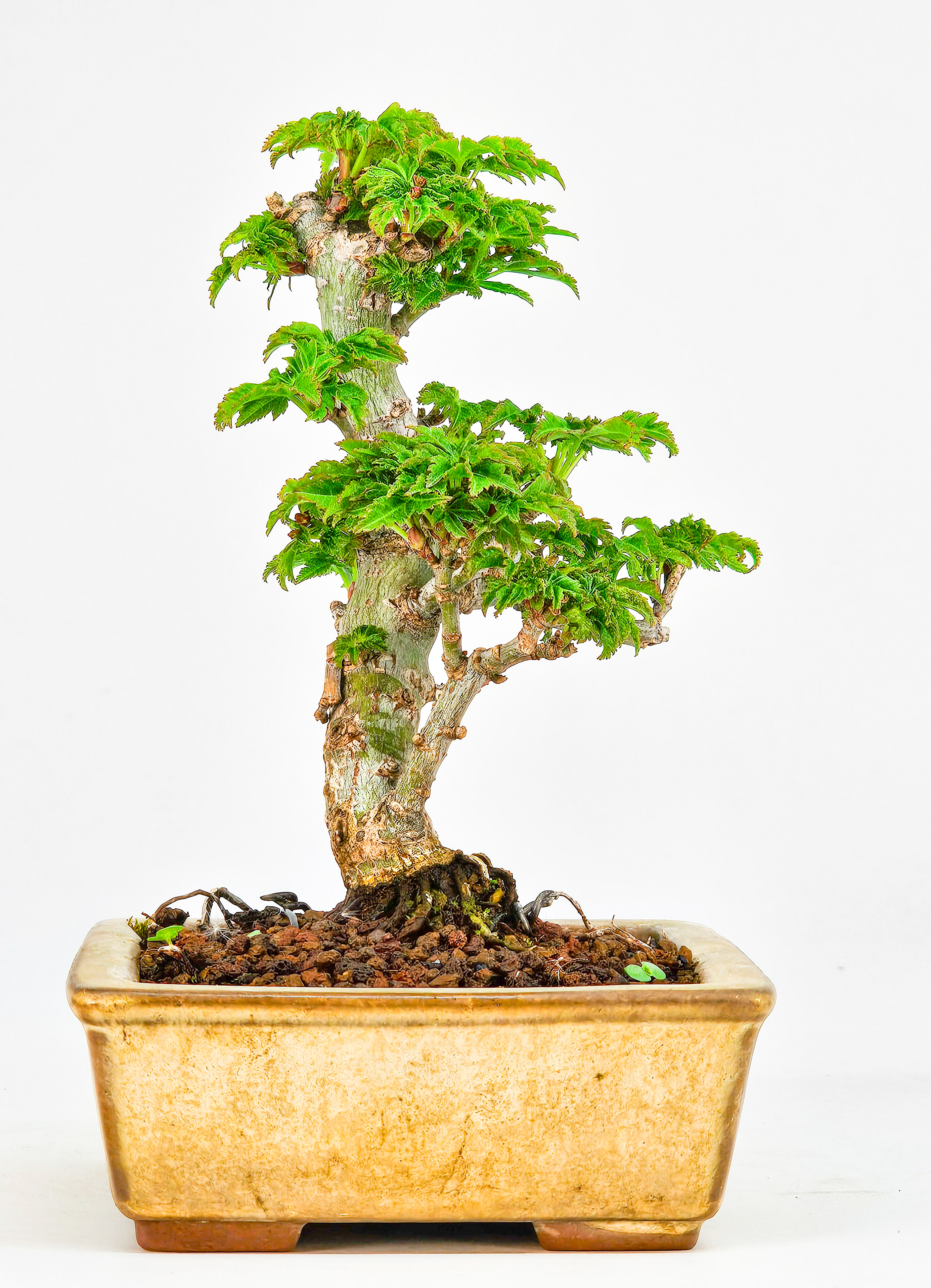 Bonsai Löwenkopfahorn- Acer palmatum Shishigashira Shohin 11cm   