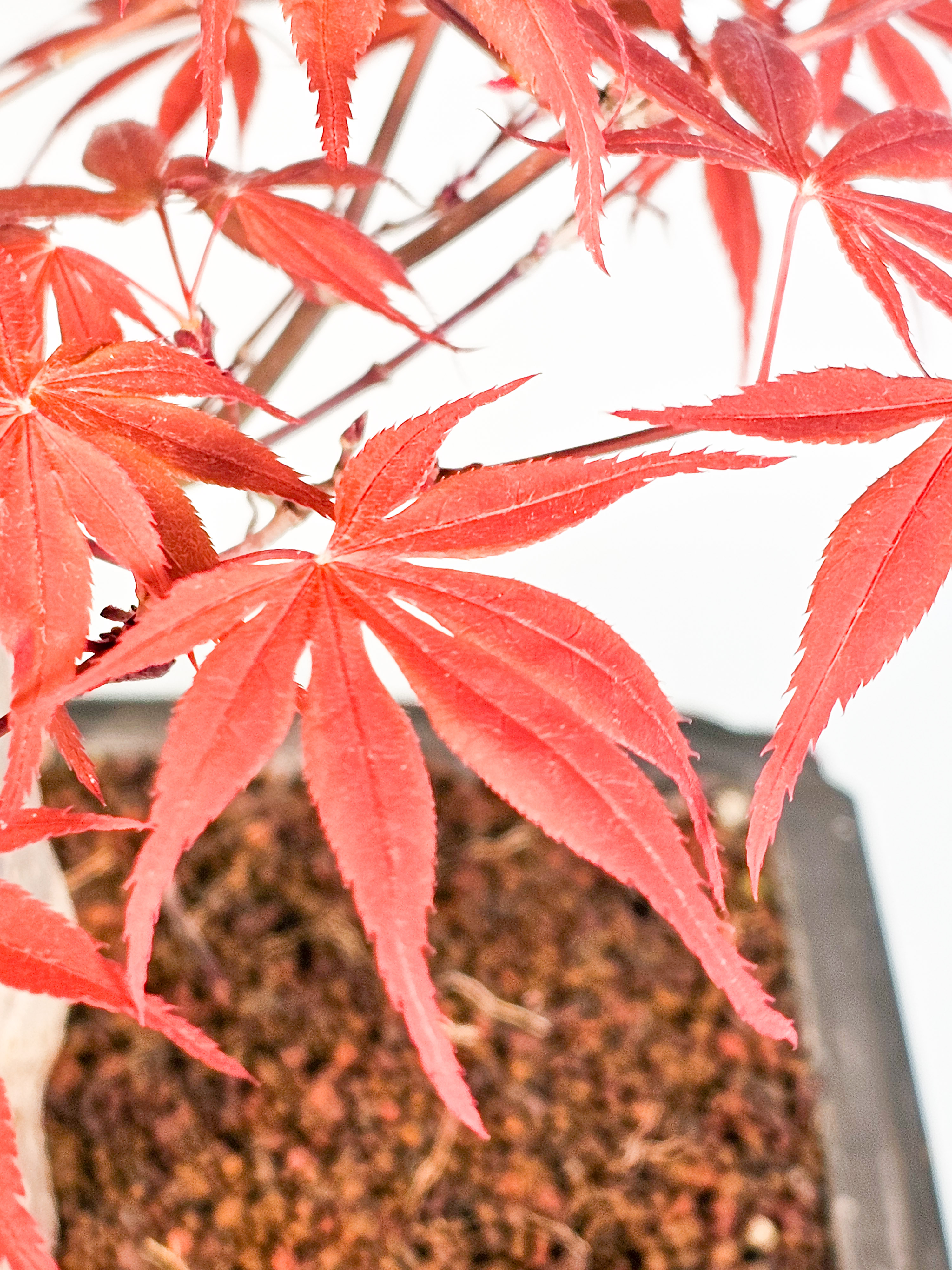 Bonsai Fächerahorn - Acer palmatum Shojo-nomura 52cm