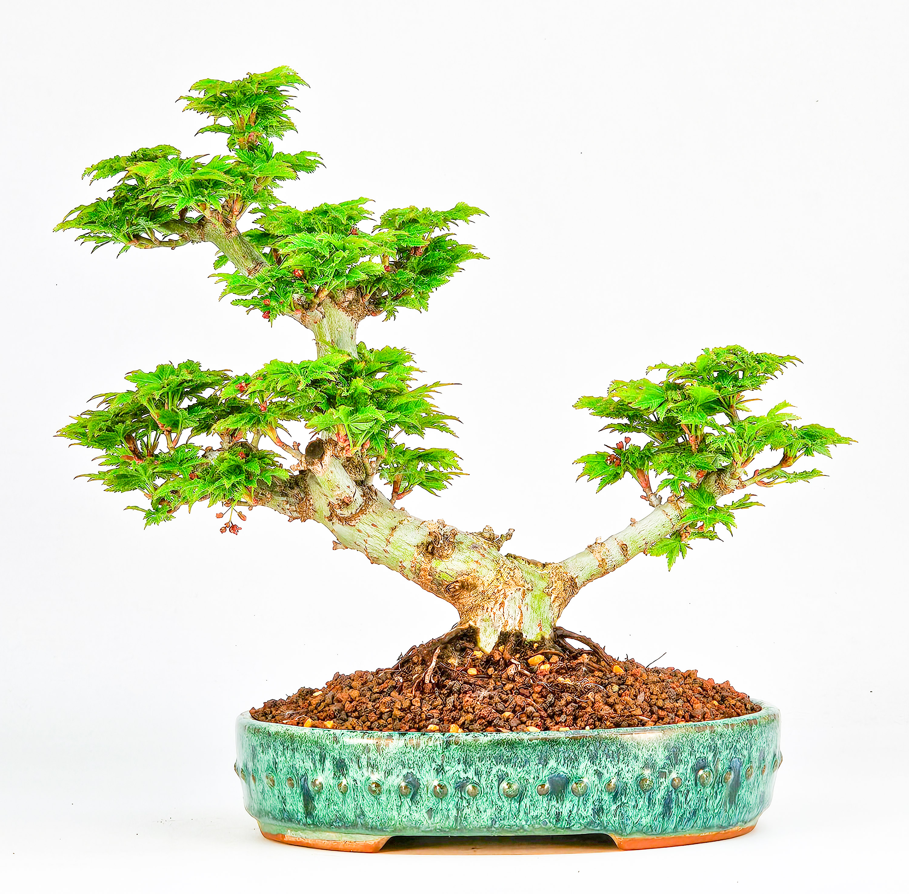 Bonsai Löwenkopfahorn- Acer palmatum Shishigashira Shohin 20cm