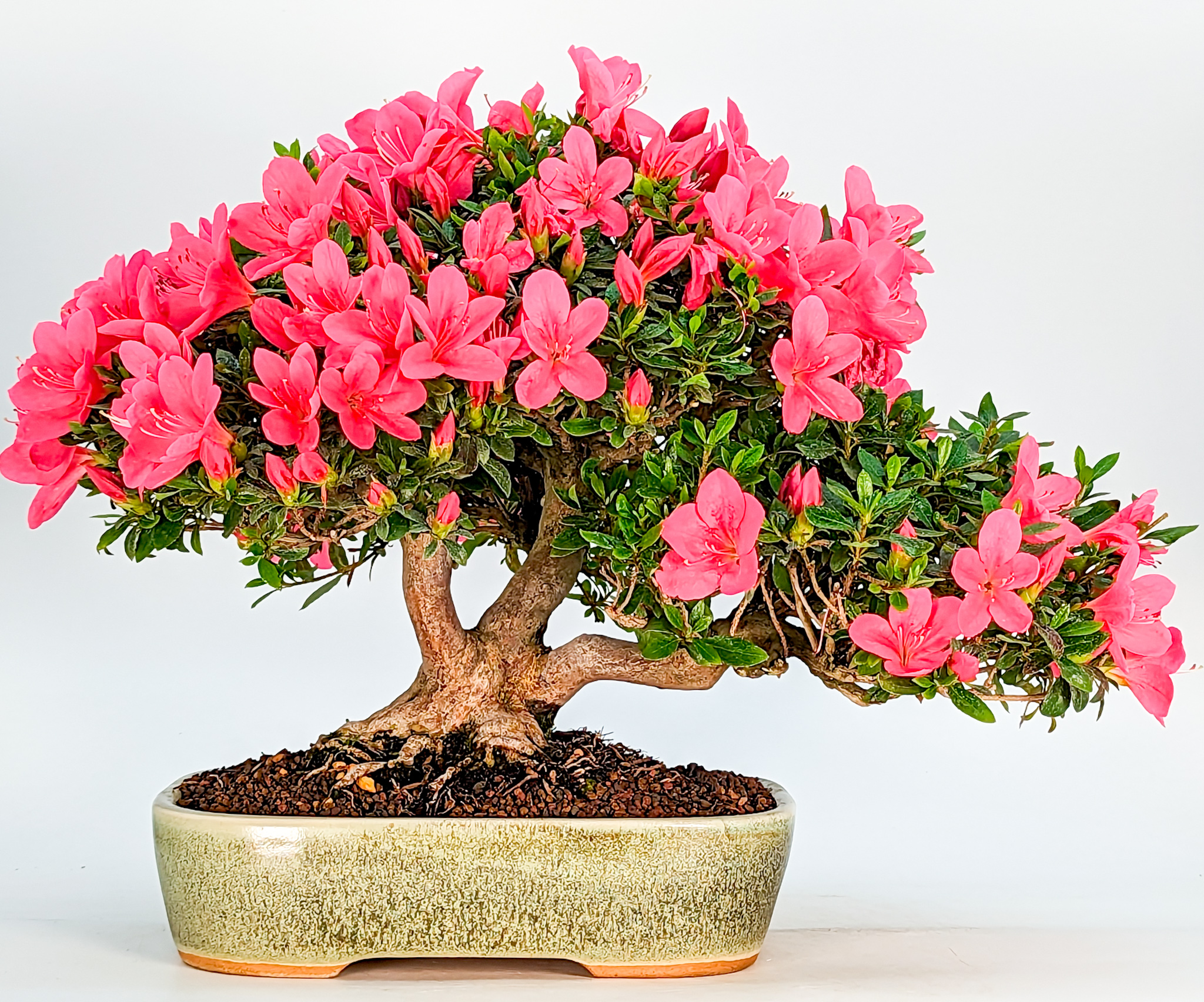 Bonsai Azalee Rhododendron indicum Osakazuki Asahi Shine 24cm