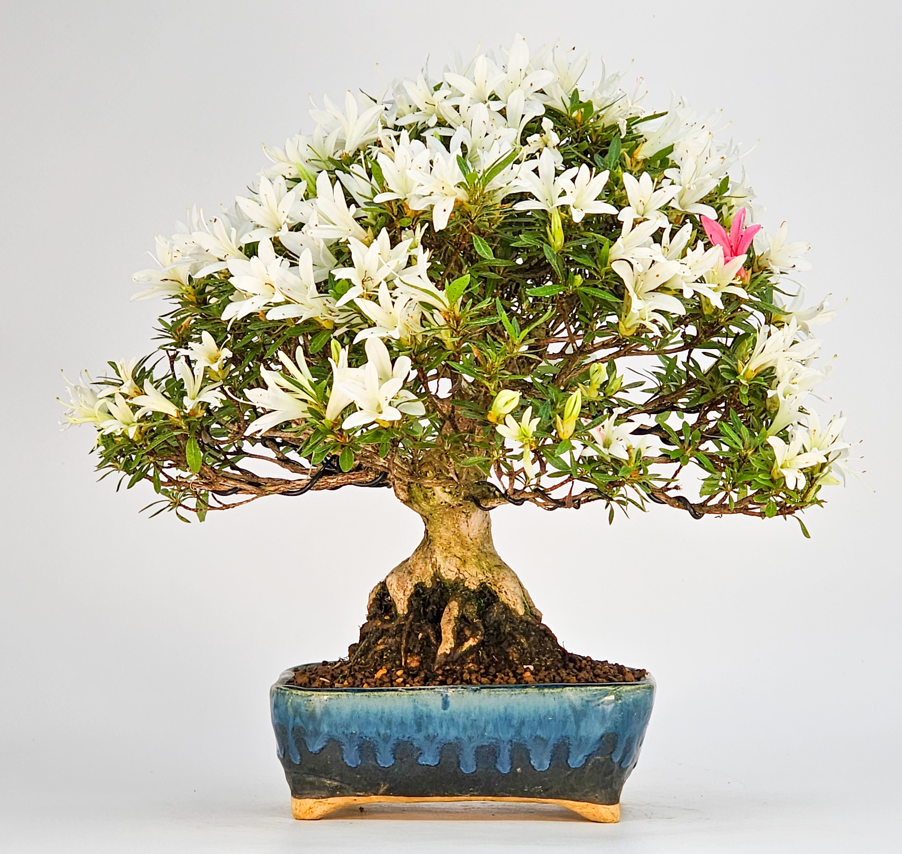 Bonsai Azalee Rhododendron indicum Shohin 21cm