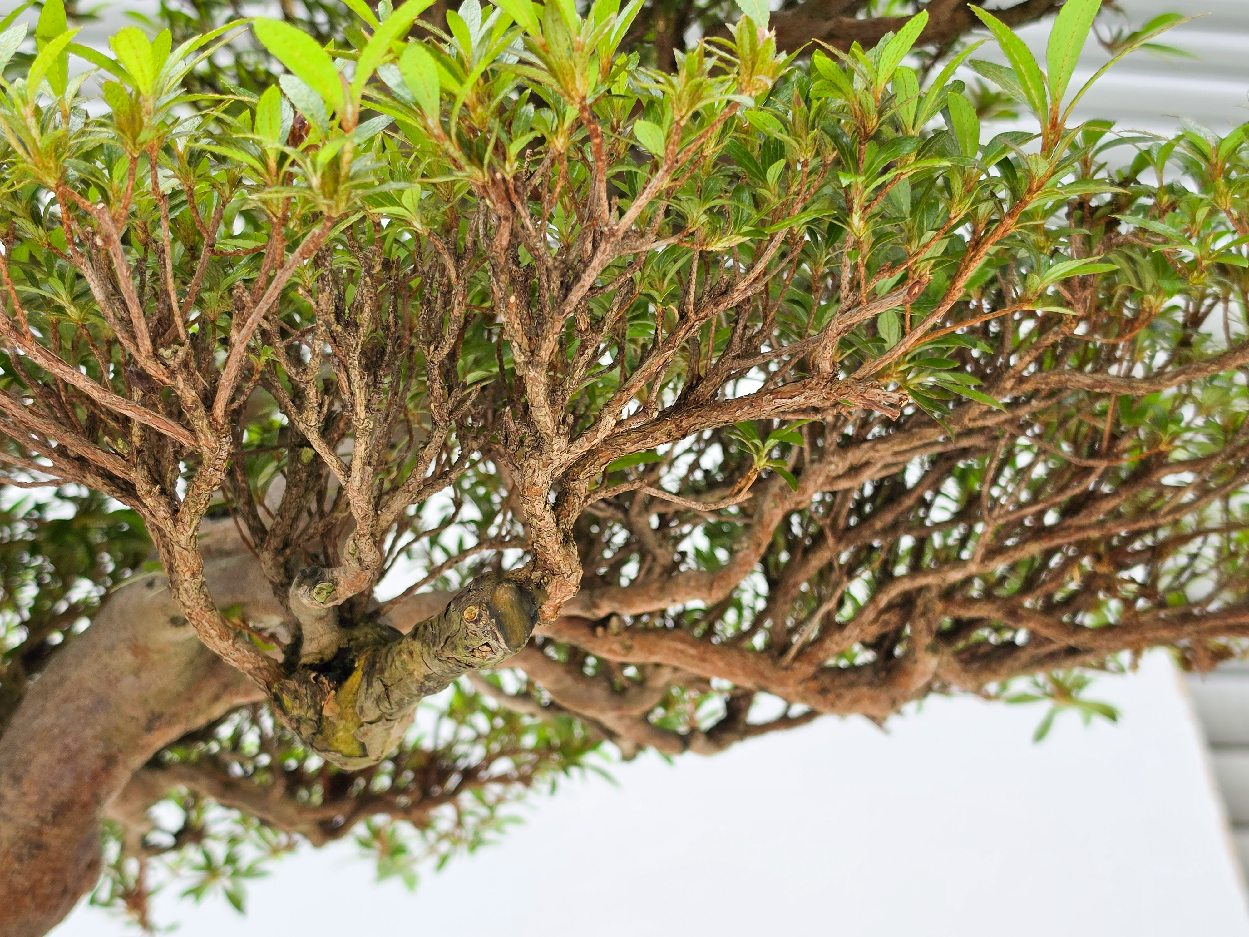 Bonsai Premium Azalee -  Rhododendron indicum kinsai 60cm
