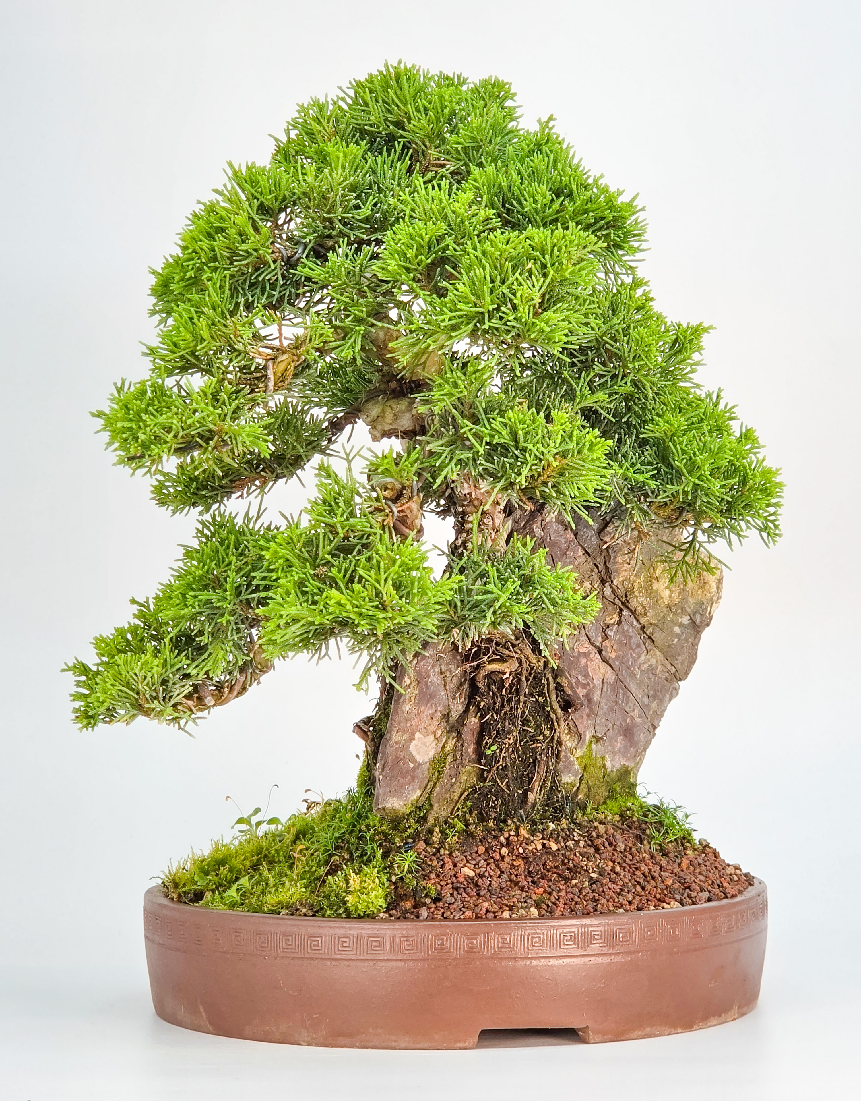 Bonsai Wacholder Juniperus chinensis shimpaku 30,5 cm