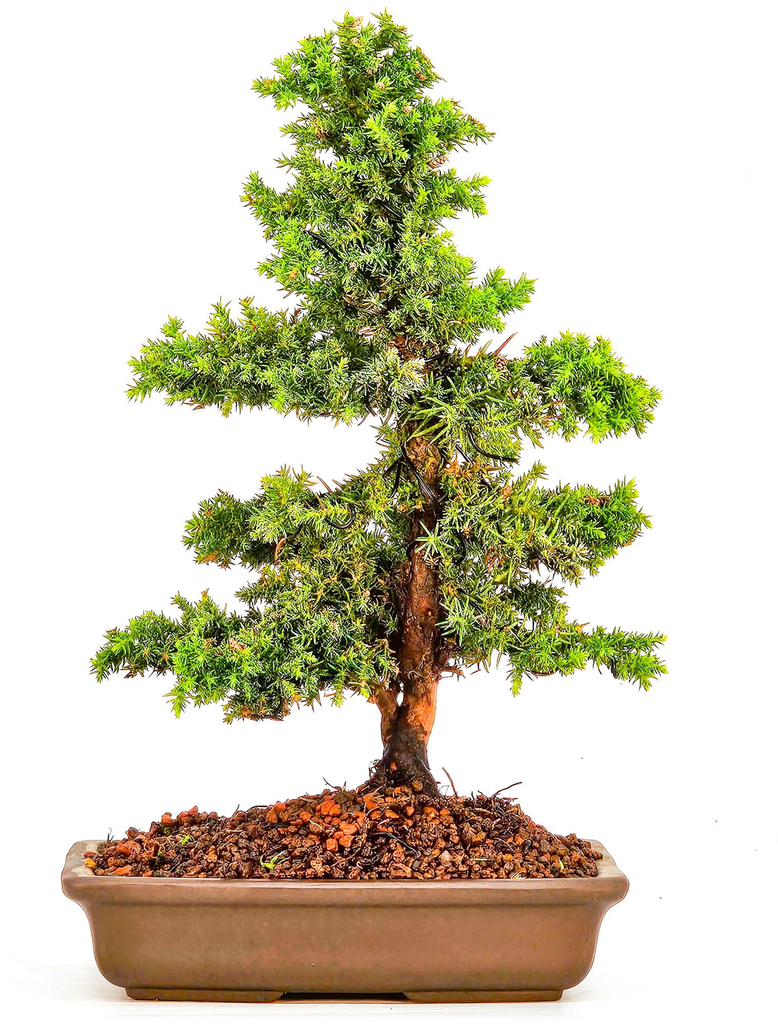 Bonsai Sicheltanne Cryptomeria Japonica 22cm   