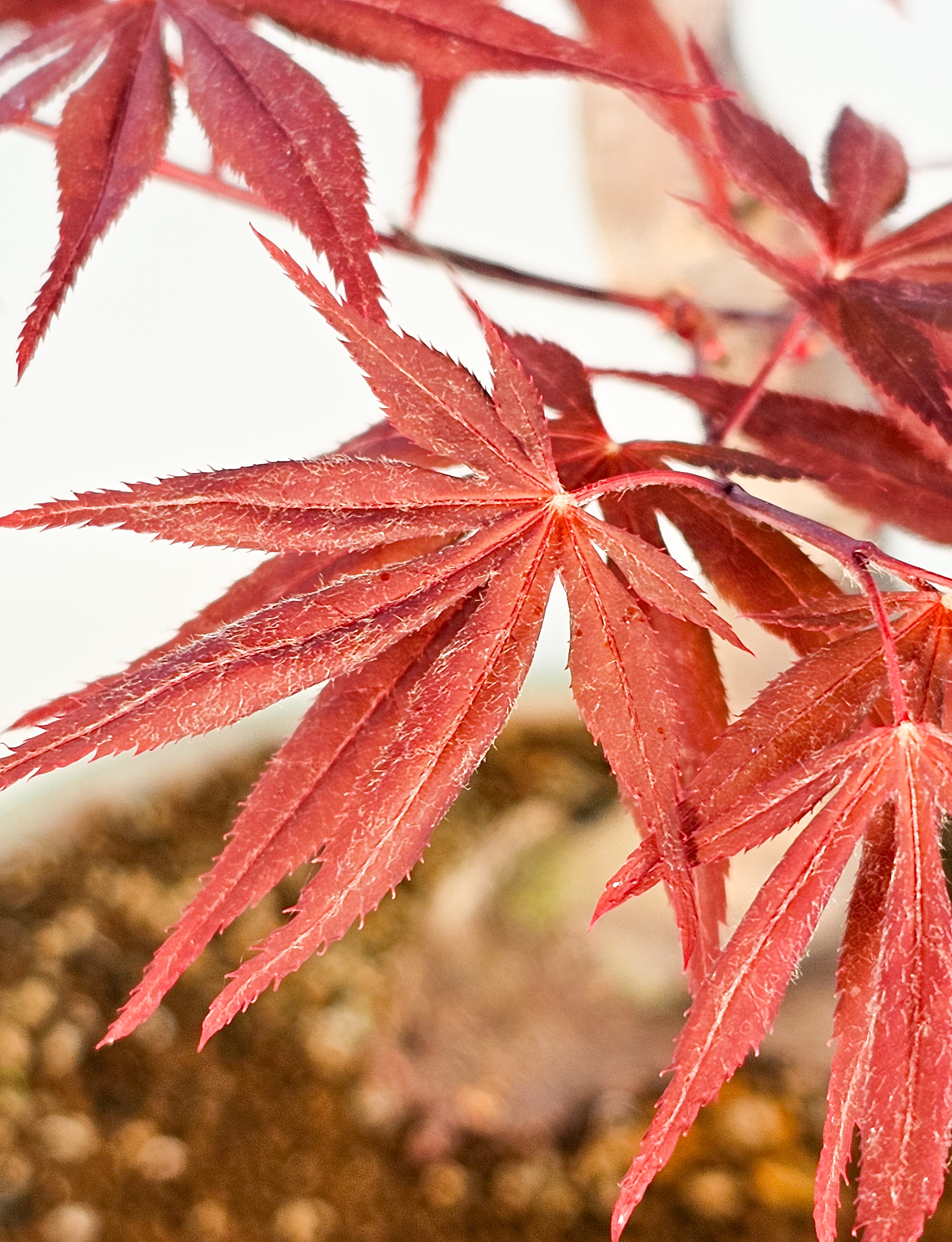 Bonsai Fächerahorn - Acer palmatum Shojo-nomura 52cm 
