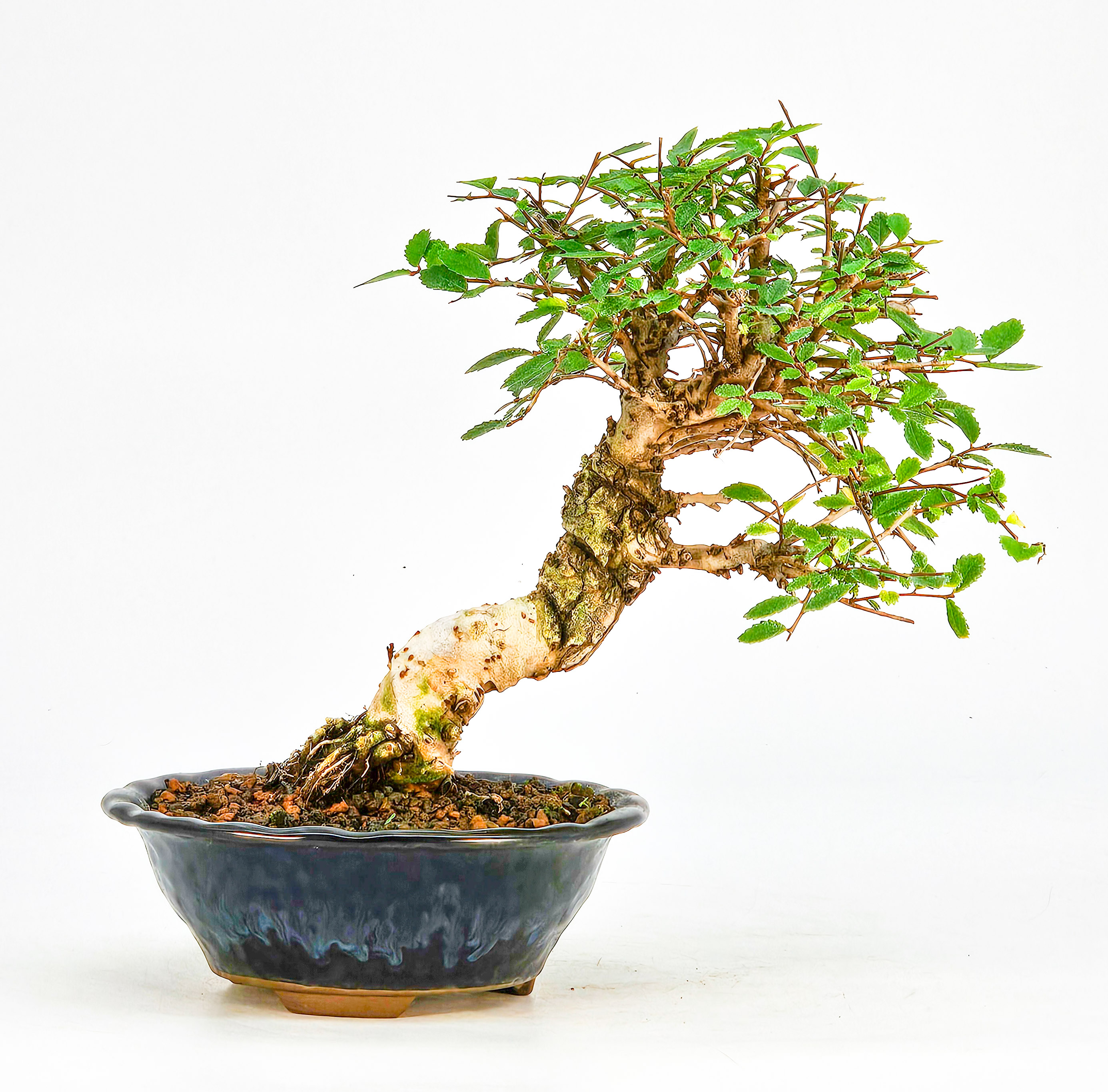 Bonsai Japanische Ulme - Ulmus parvifolia Shohin 16cm