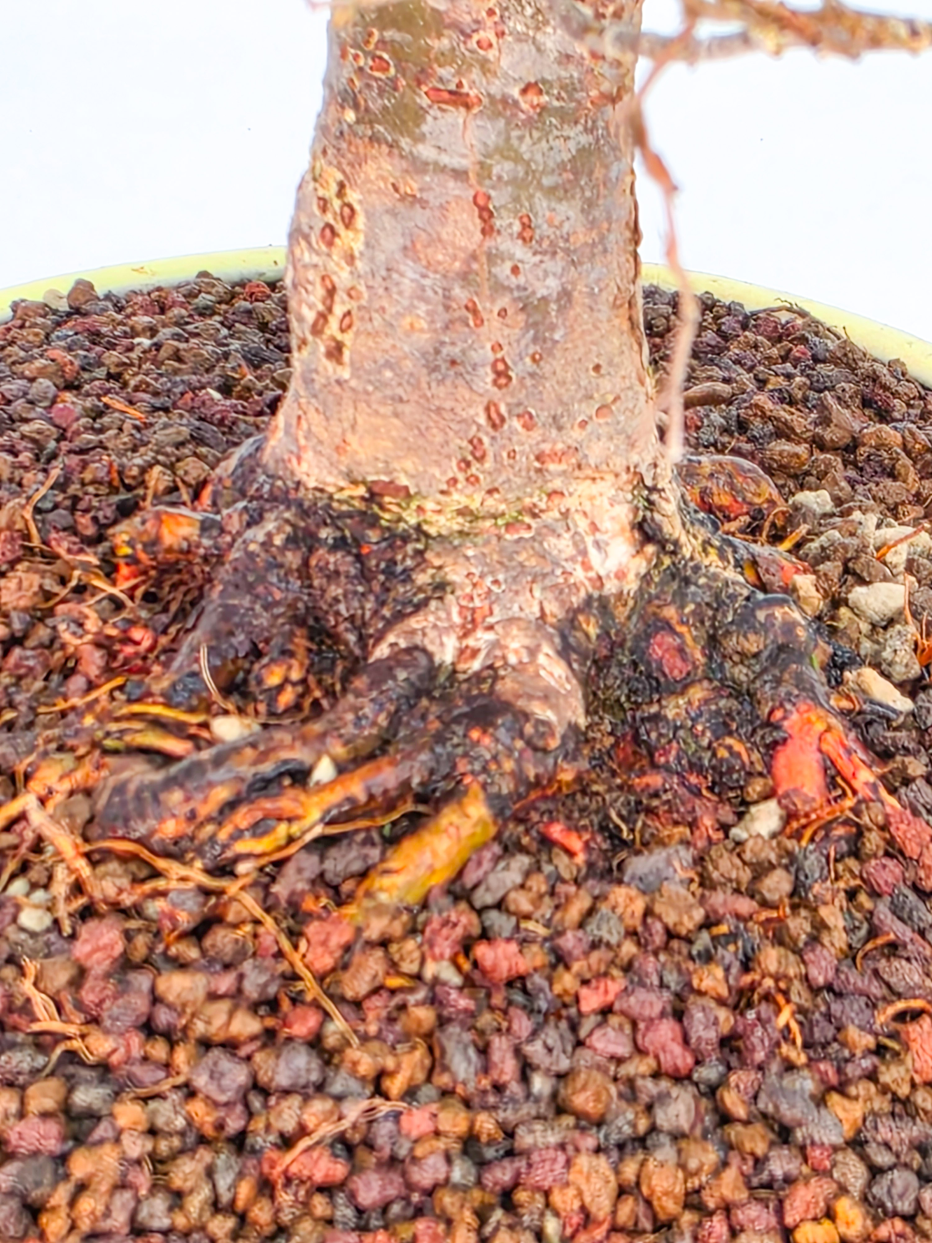 Bonsai Premium Zelkova serrata Shohin 25cm Video!!