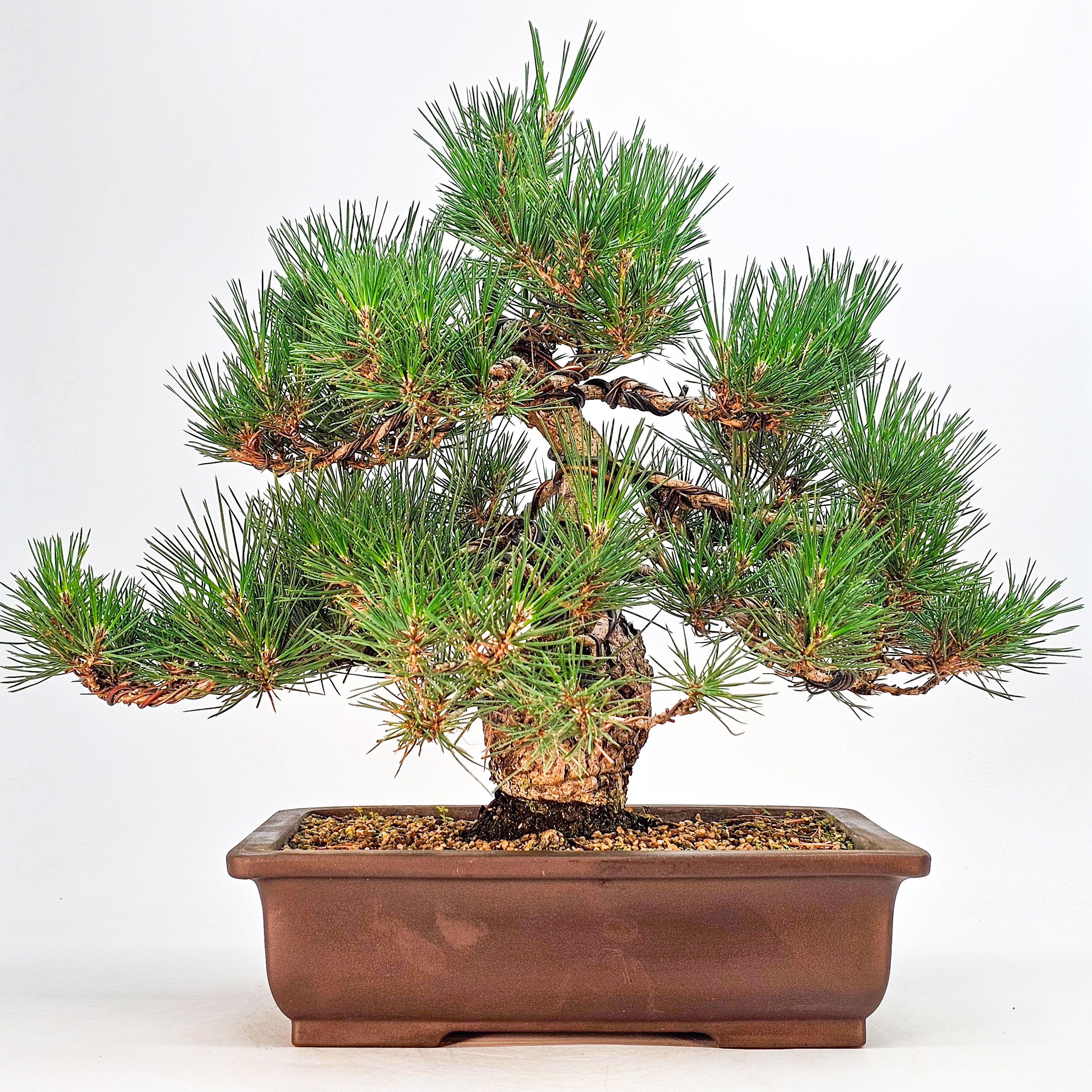 Bonsai Schwarzkiefer - Pinus thunbergii 36cm  