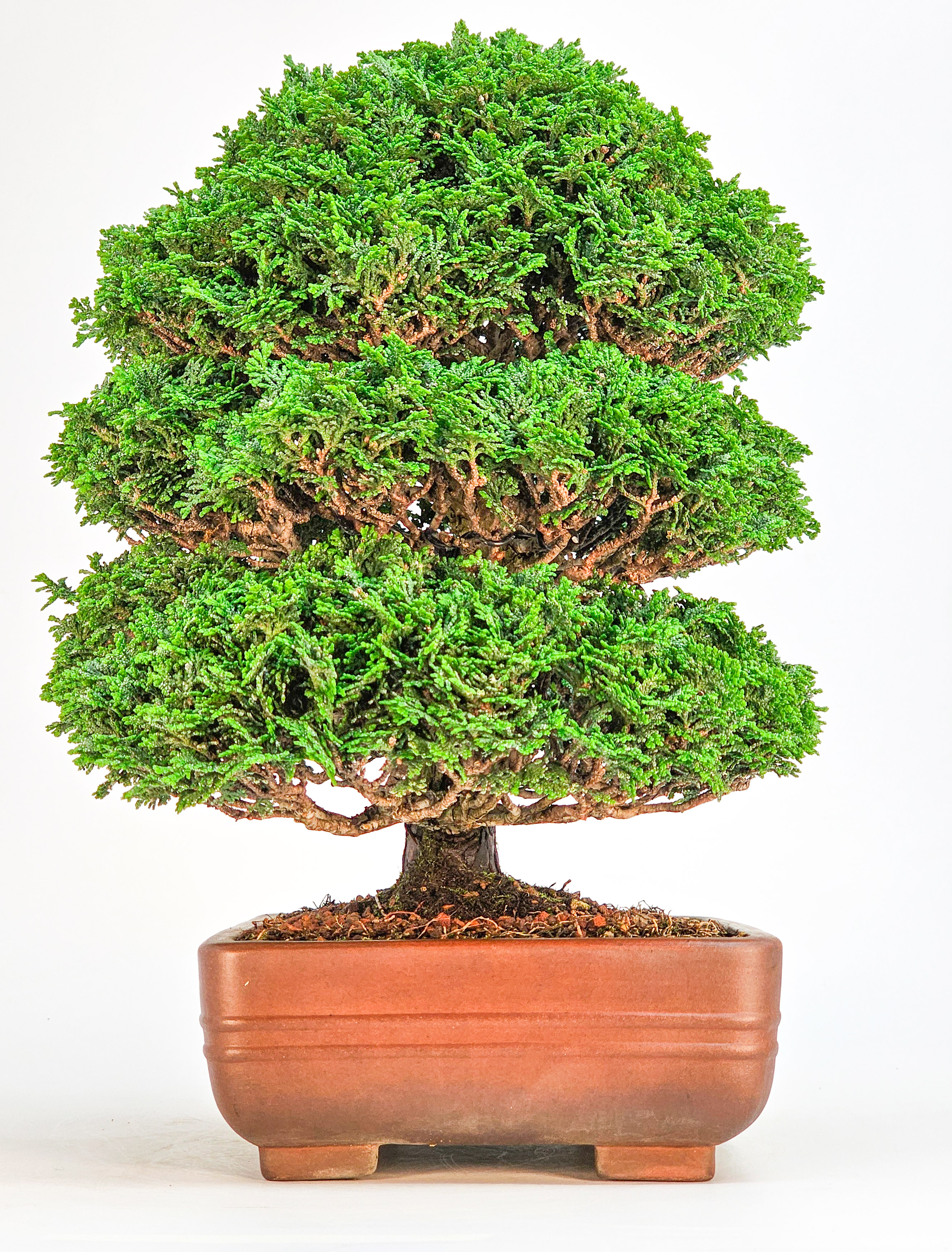 Bonsai Chamaecyparis obtusa 29,5cm Bonsai Chamaecyparis obtusa 29,5cm