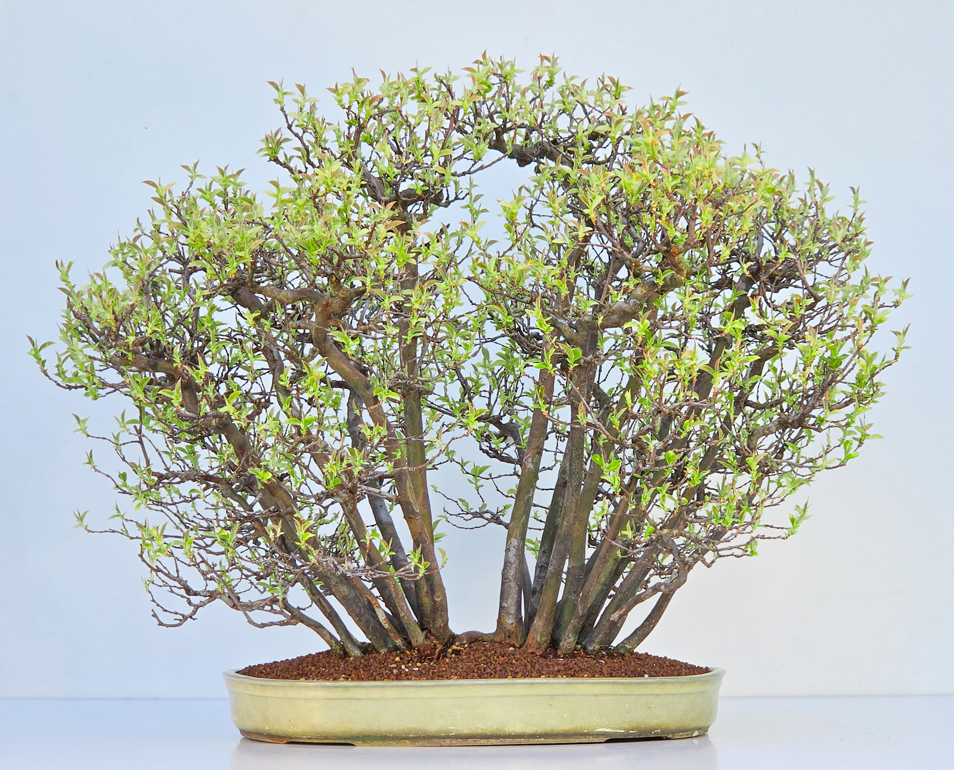 Bonsai Quitte - Pseudocydonia sinensis Wald 61cm Video!!
