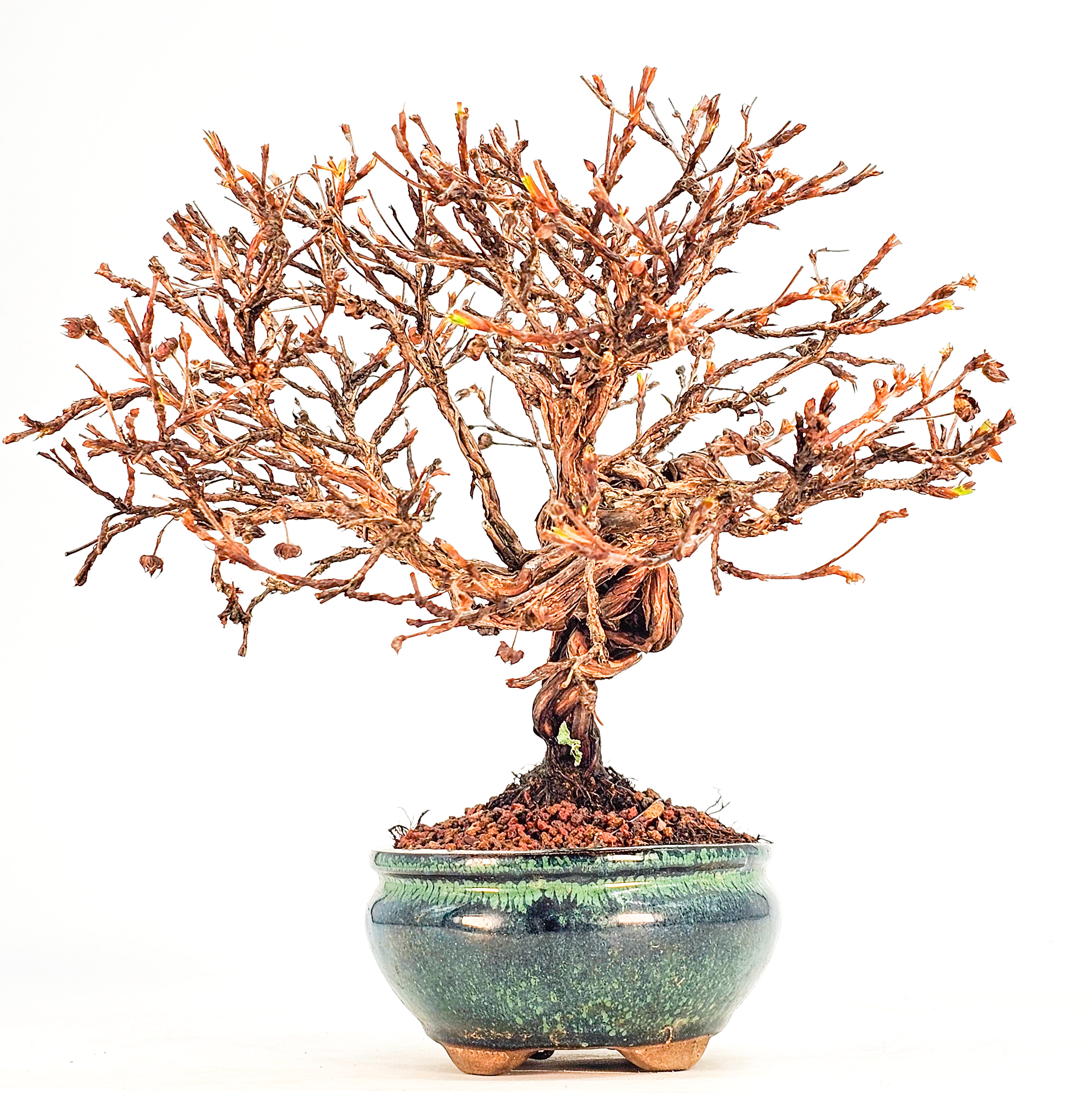 Bonsai Potentilla fruticosa - Fingerstrauch Shohin 19cm
