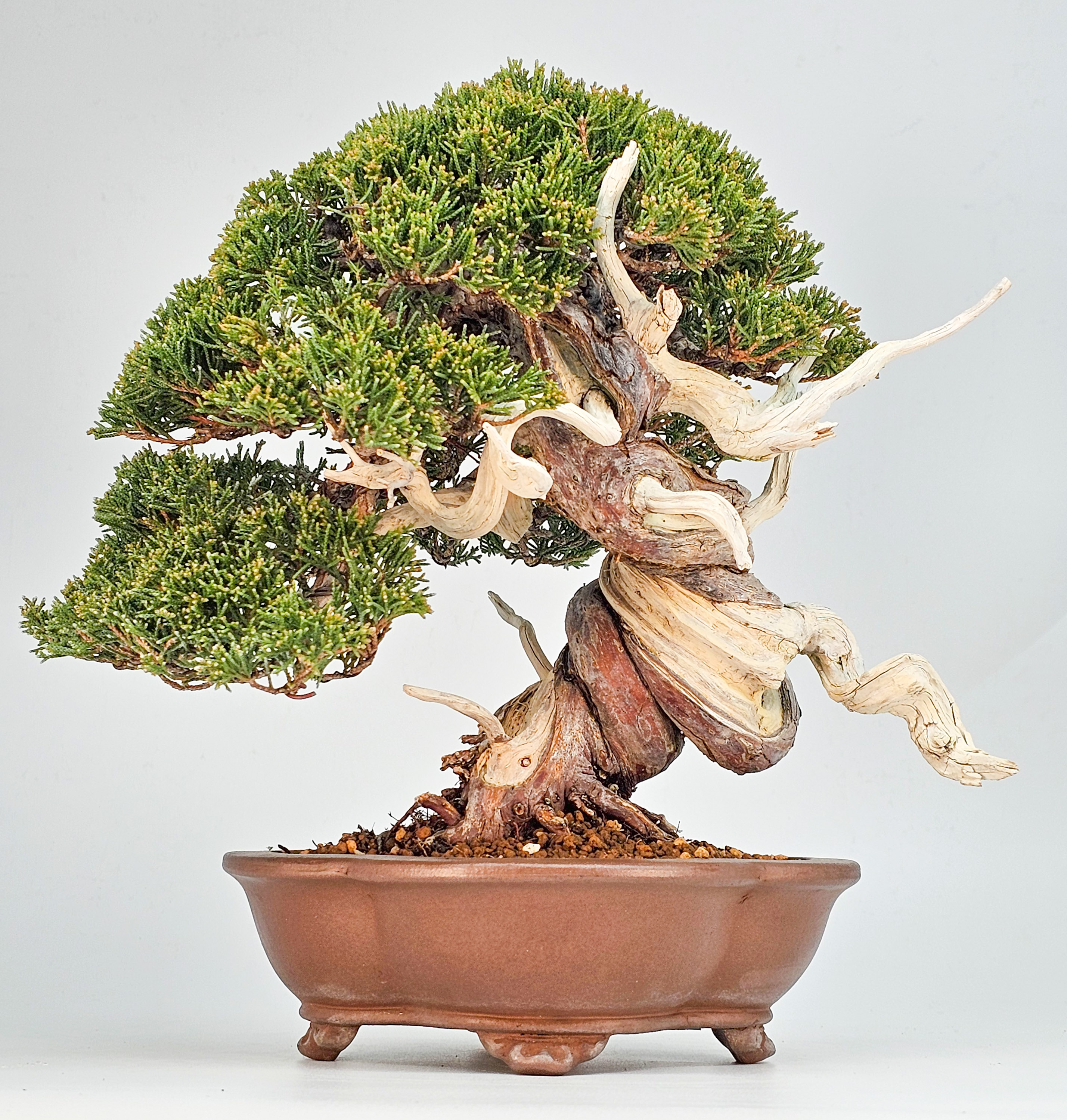 Bonsai Premium Wacholder - Juniperus chinensis 23cm Video!!