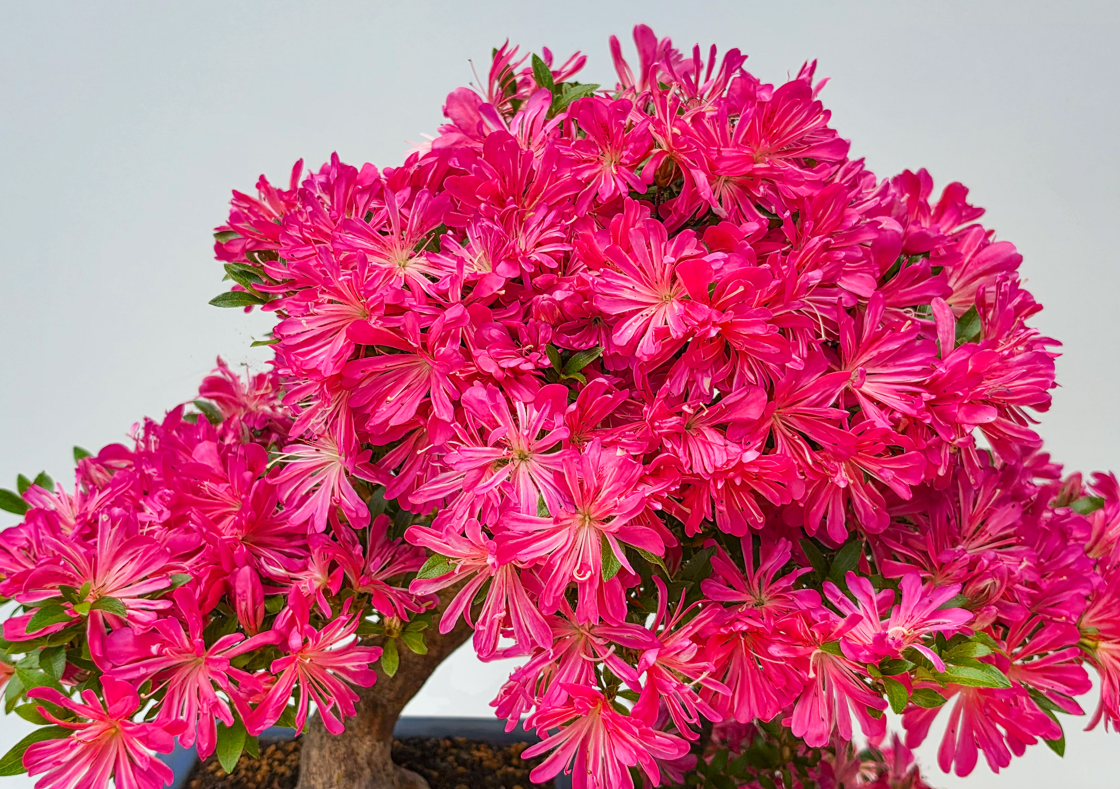 Bonsai Azalee -  Rhododendron indicum hanabin 63cm Video!!