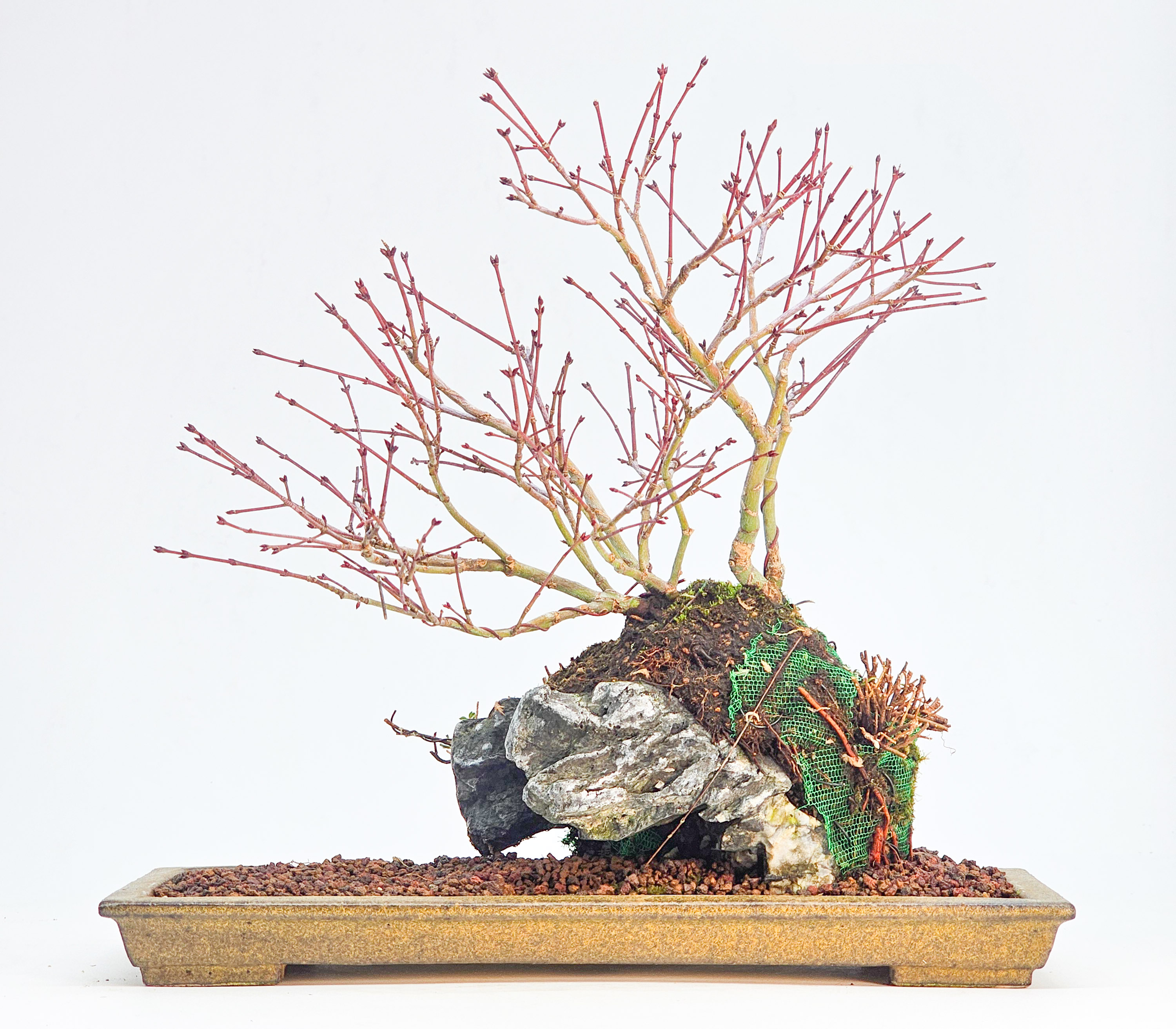 Bonsai Fächerahorn - Acer palmatum Tamahime Ishizuki Shohin 15cm
