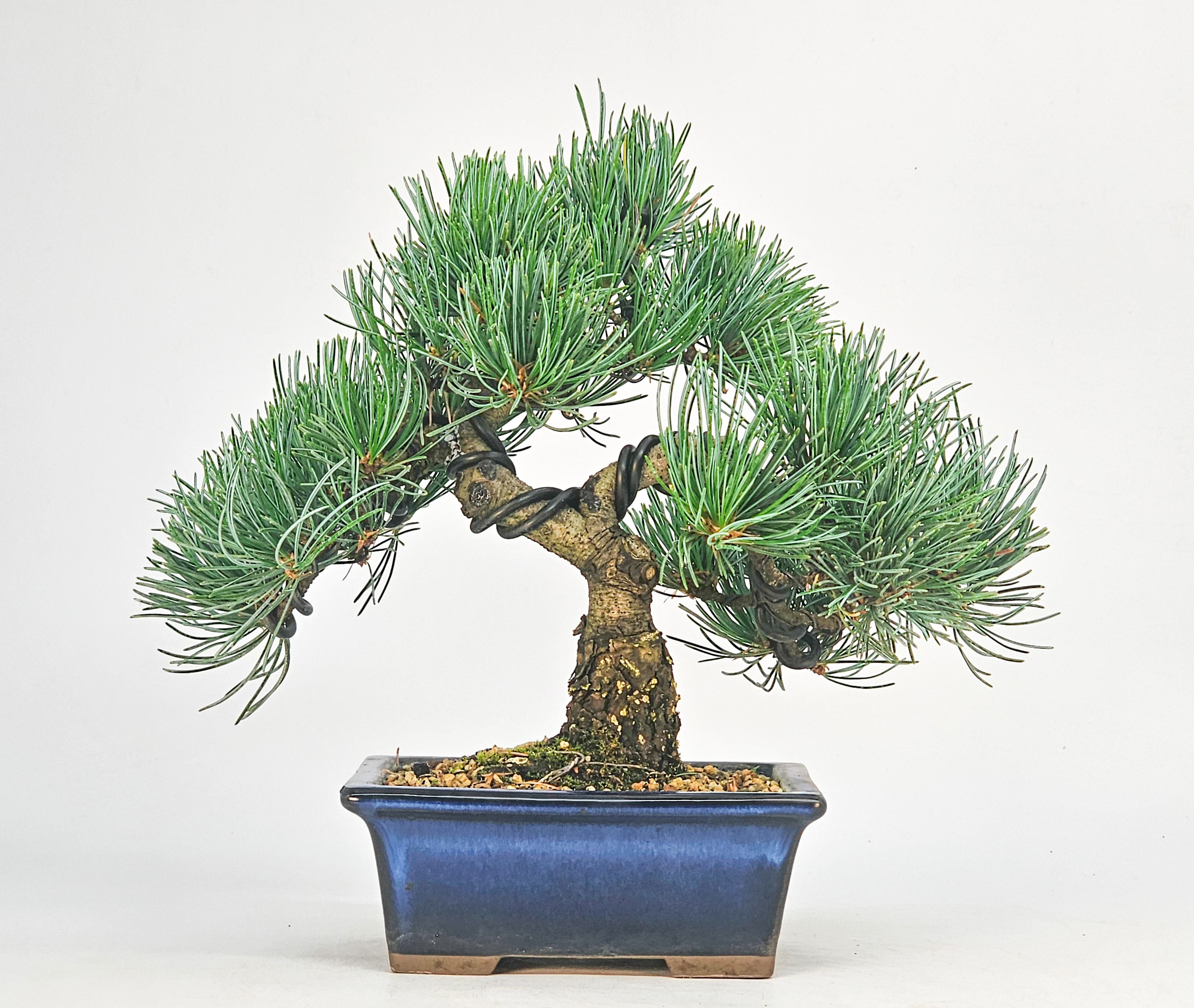 Bonsai Pinus parviflora - Mädchenkiefer Shohin 20cm 