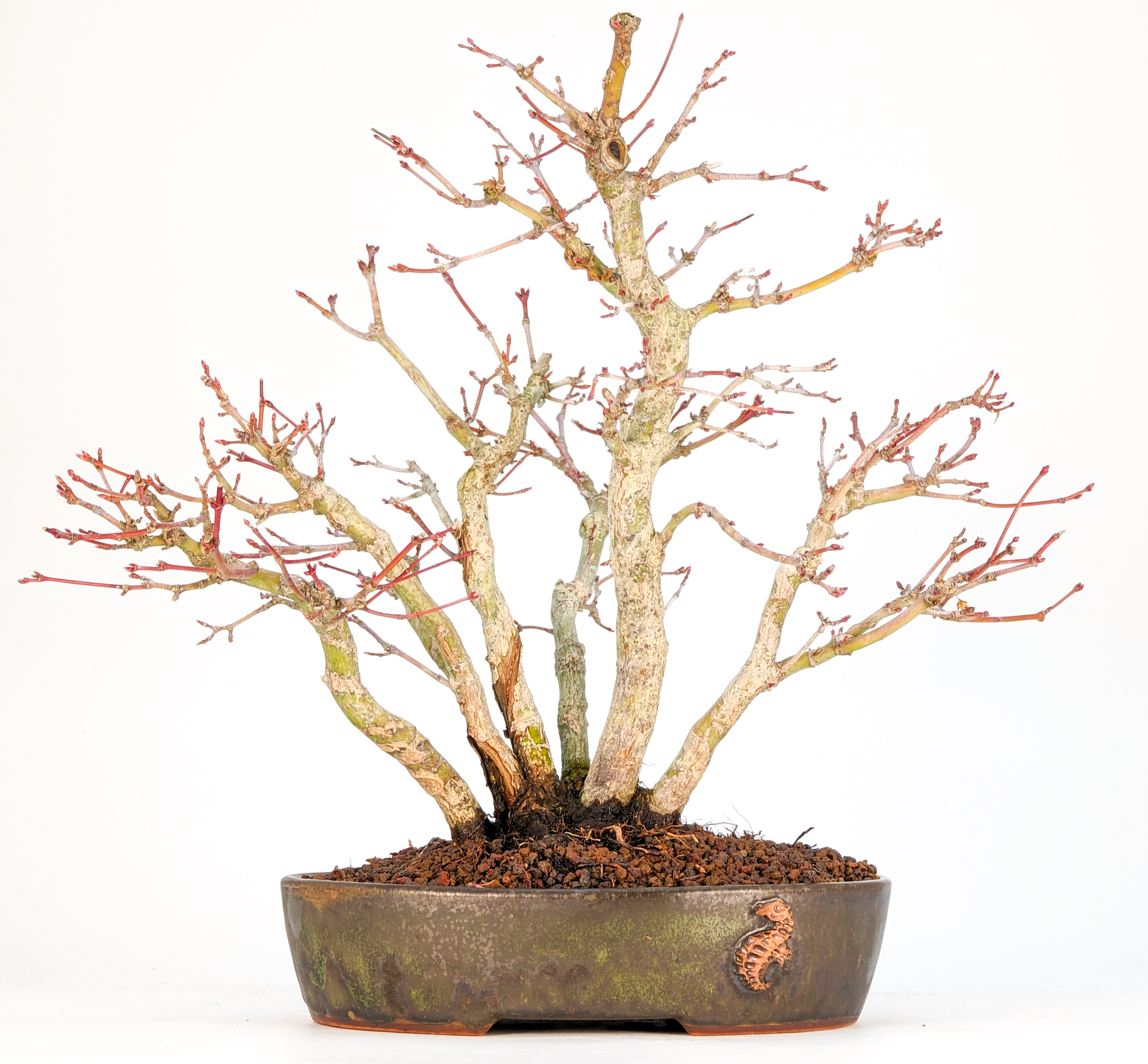 Bonsai Fächerahorn - Acer palmatum Yamamomiji Shohin Clump Style 21cm