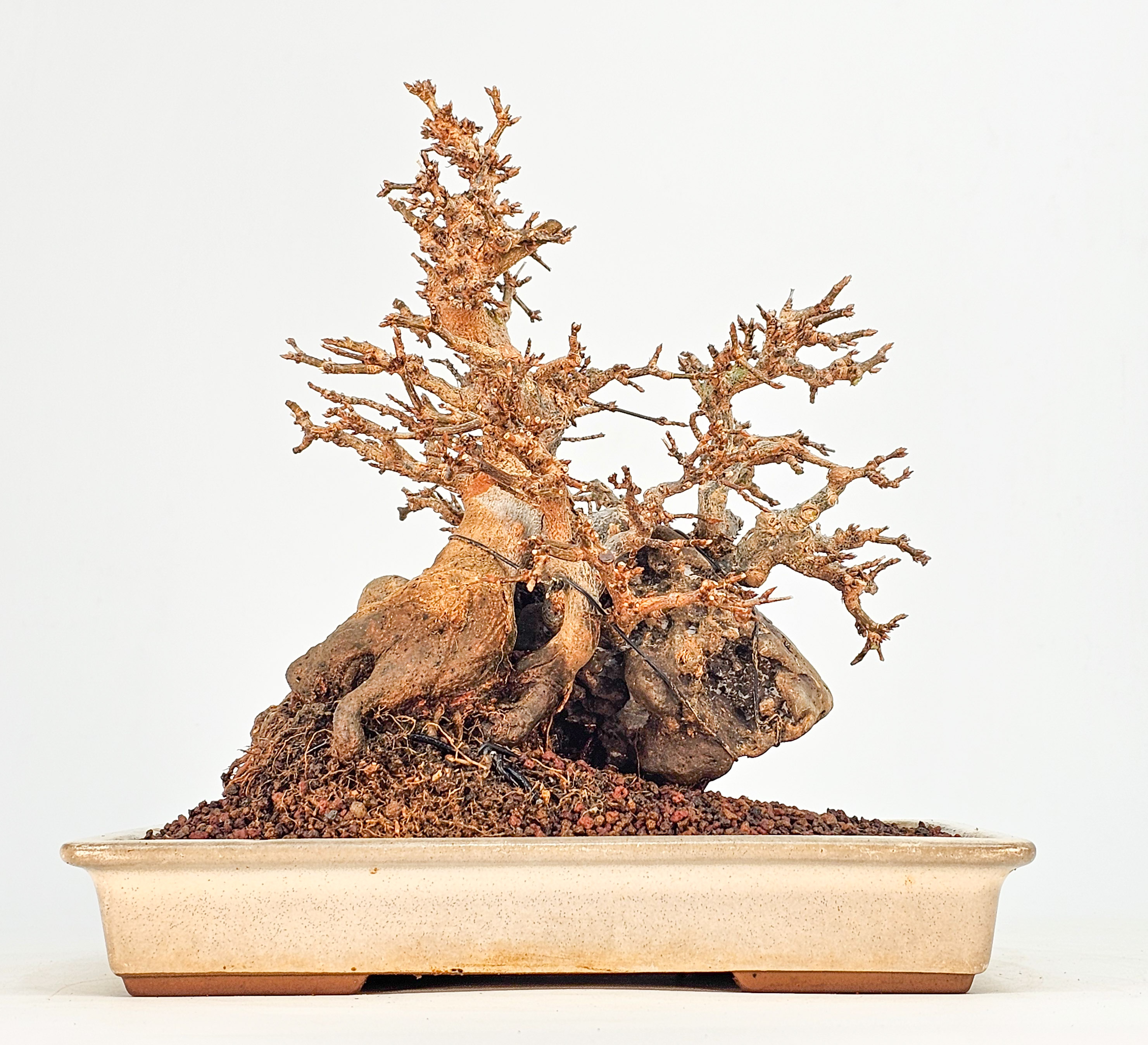 Bonsai Premium Dreispitzahorn - Acer buergerianum Ishizuki Shohin 19cm