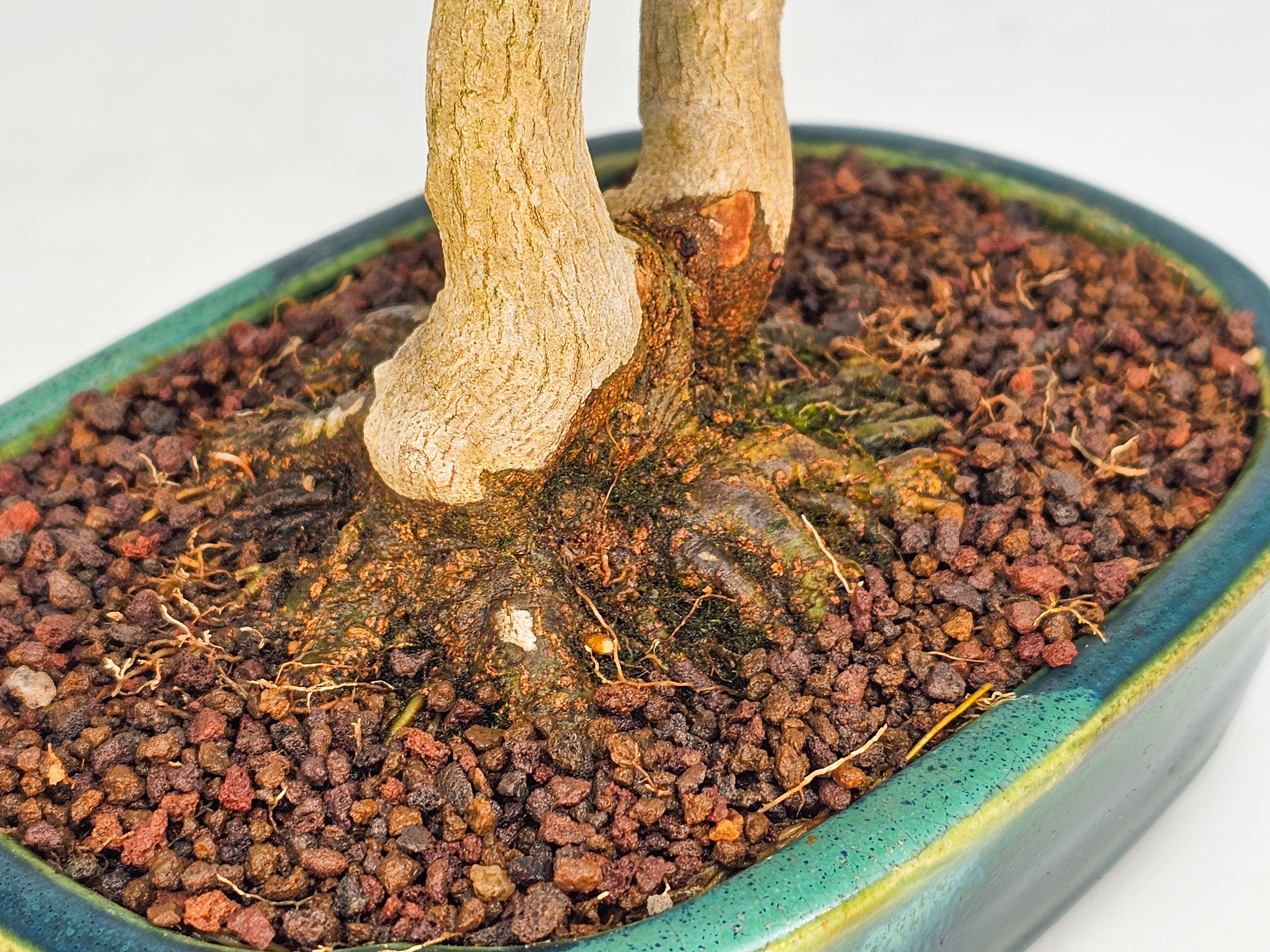Bonsai Dreispitzahorn - Acer buergerianum Shohin 18cm