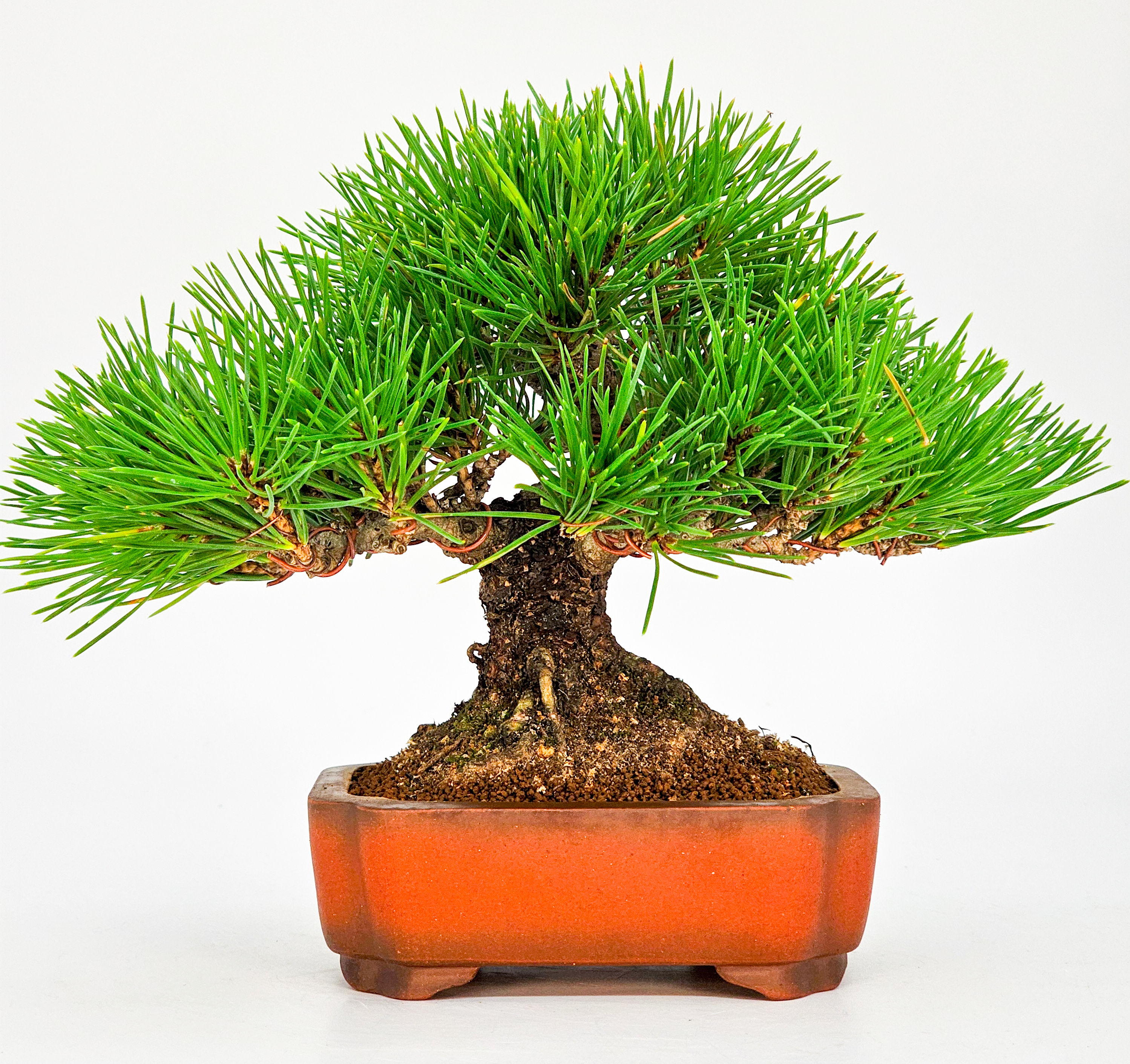 Bonsai Schwarzkiefer - Pinus thunbergii Shohin 16cm 