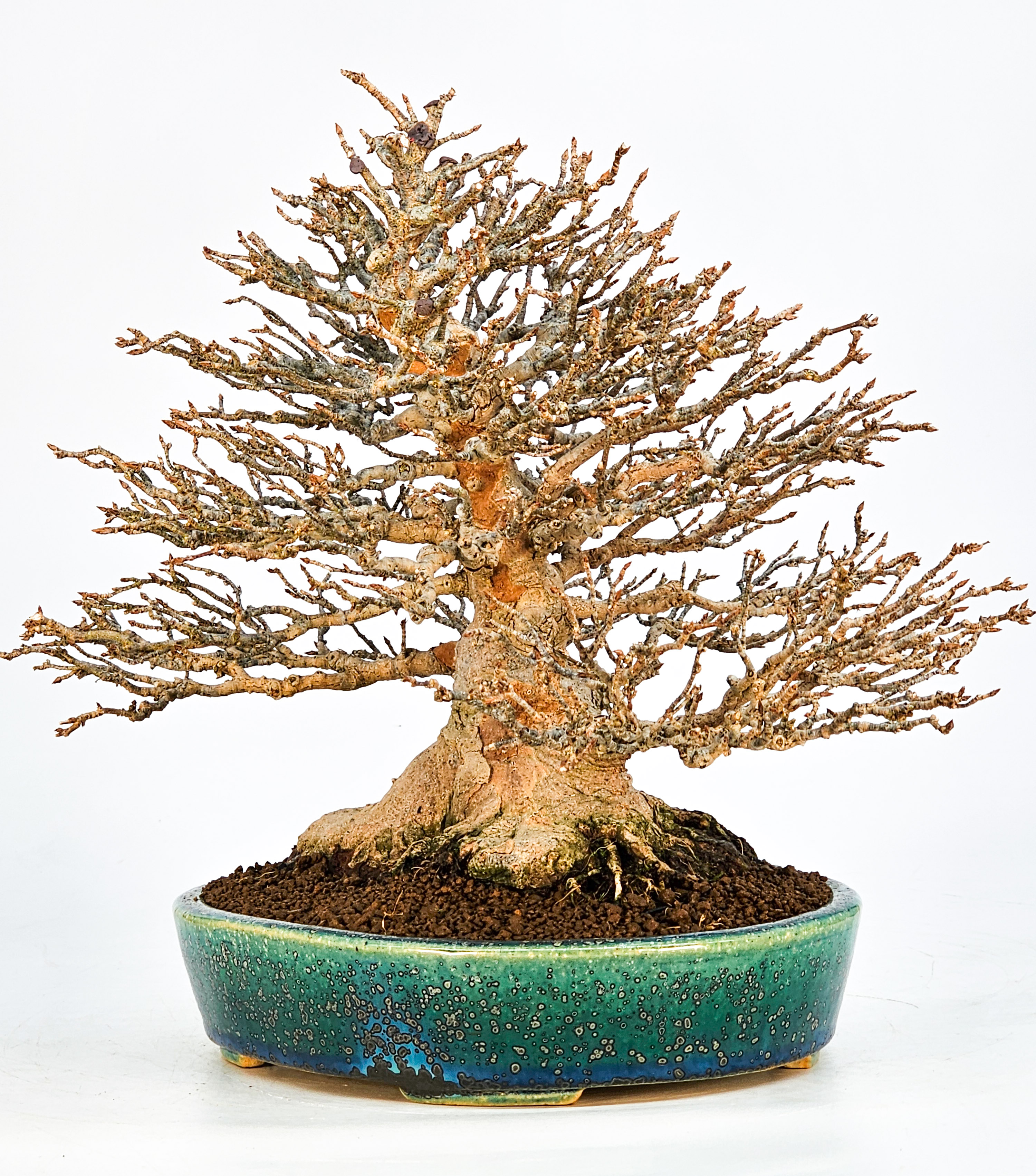 Bonsai Dreispitzahorn - Acer buergerianum 21cm Bonsai Dreispitzahorn - Acer buergerianum 21cm
