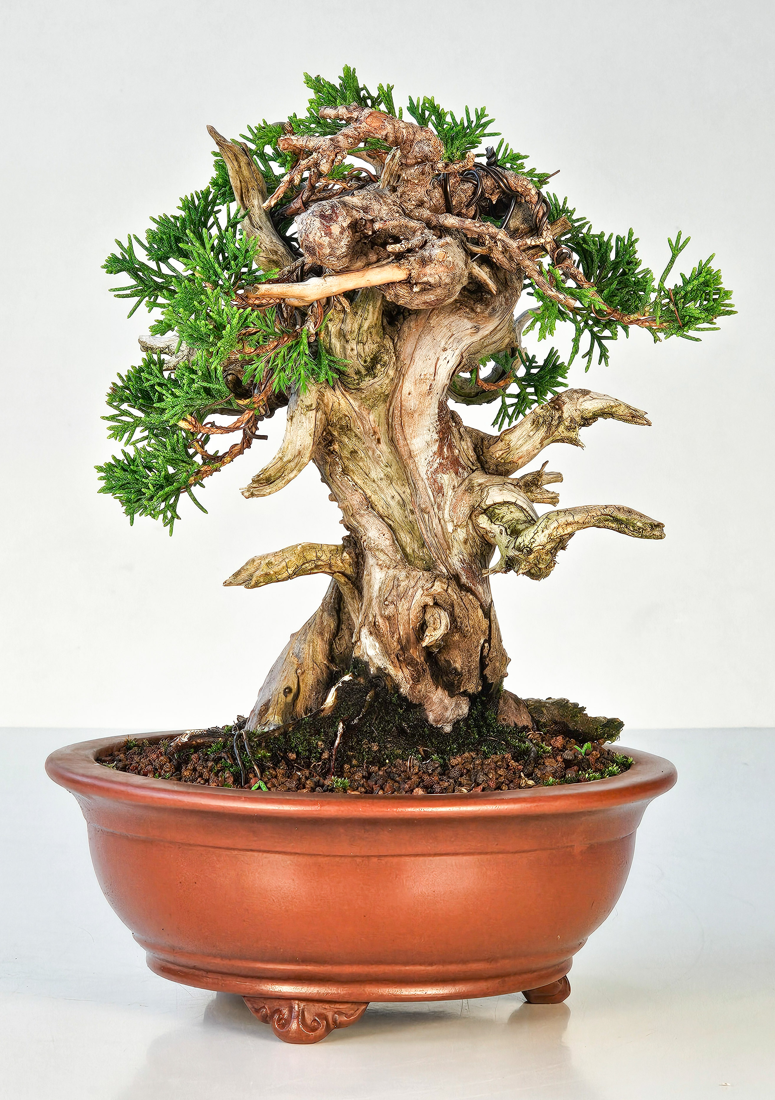 Bonsai Wacholder Juniperus Itoigawa Shohin 18cm 