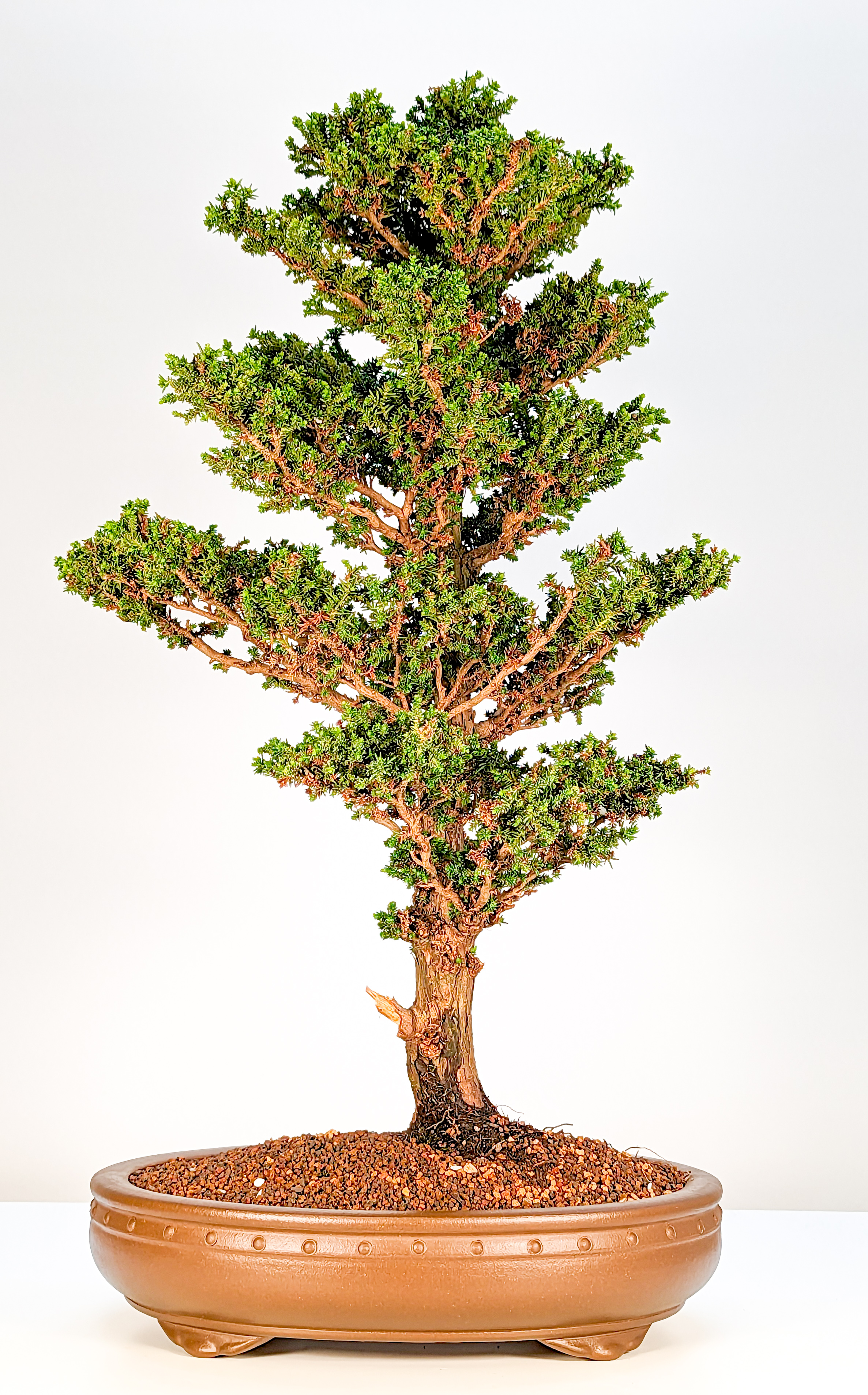 Bonsai Sicheltanne Cryptomeria Japonica 60cm