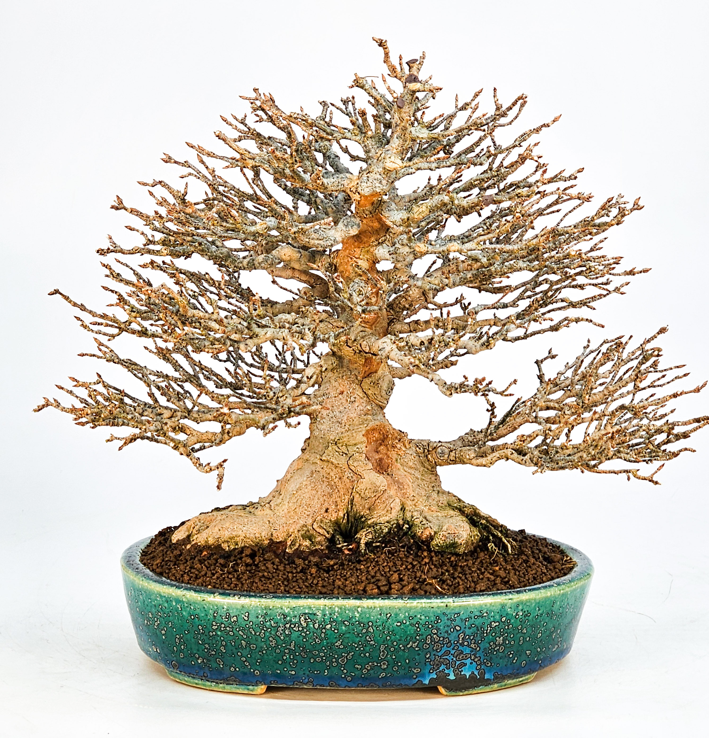 Bonsai Dreispitzahorn - Acer buergerianum 21cm Bonsai Dreispitzahorn - Acer buergerianum 21cm