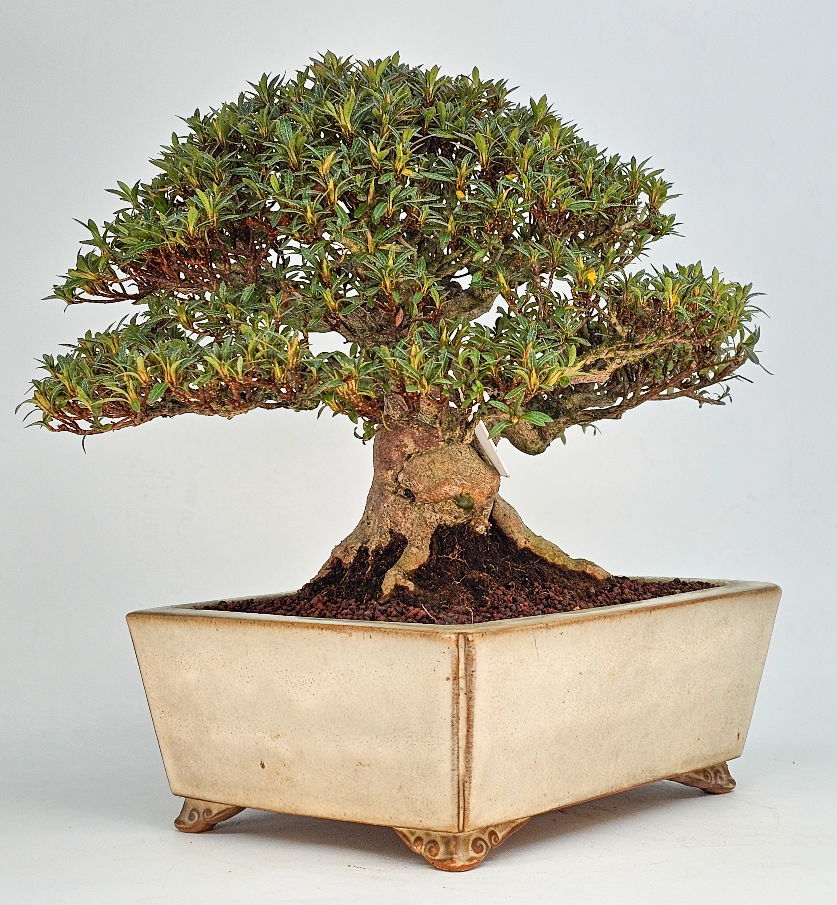 Bonsai Azalee - Rhododendron indicum - Hikorin 24cm