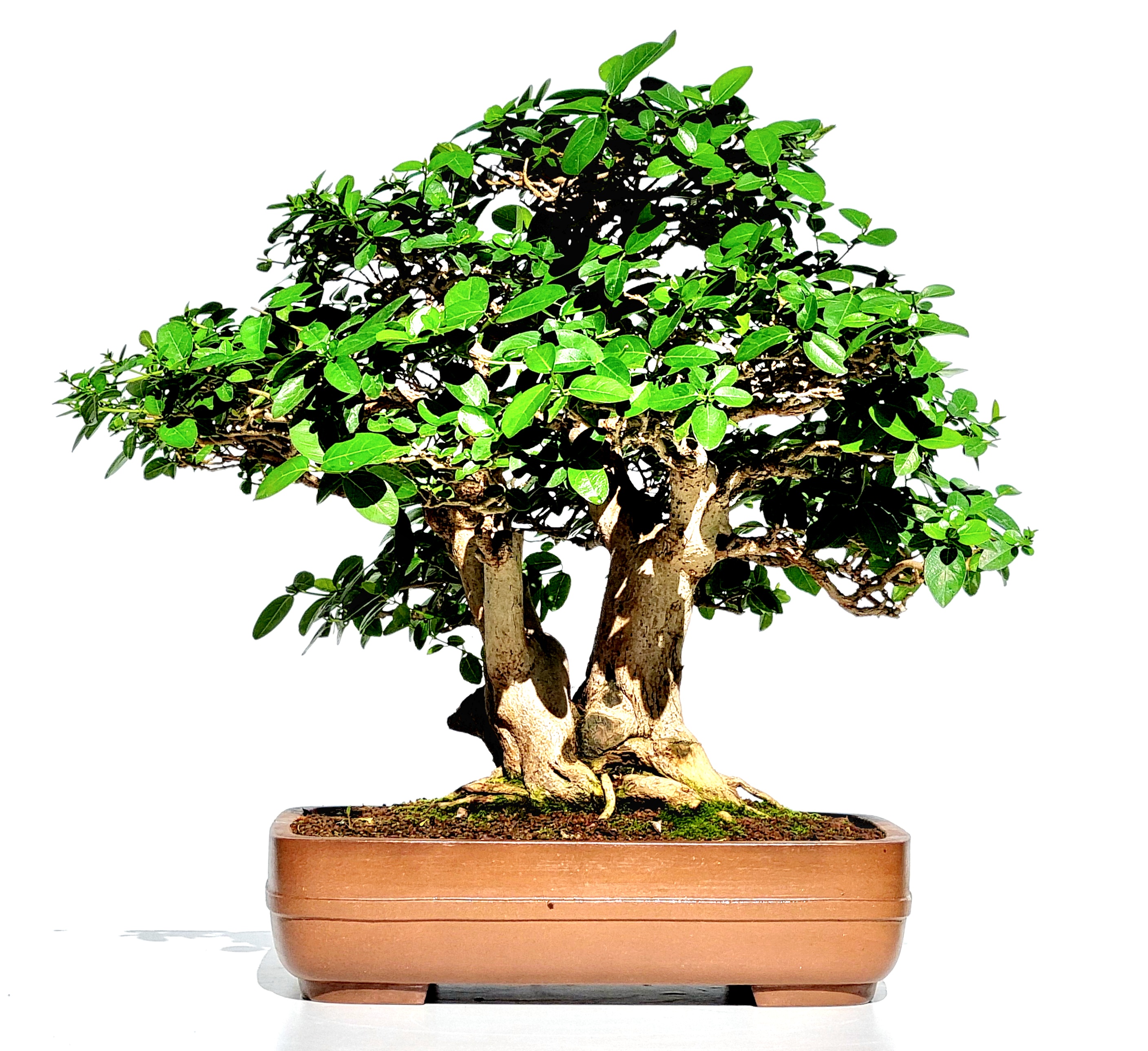 Bonsai Premna microphylla Duft-Ahorn 48cm
