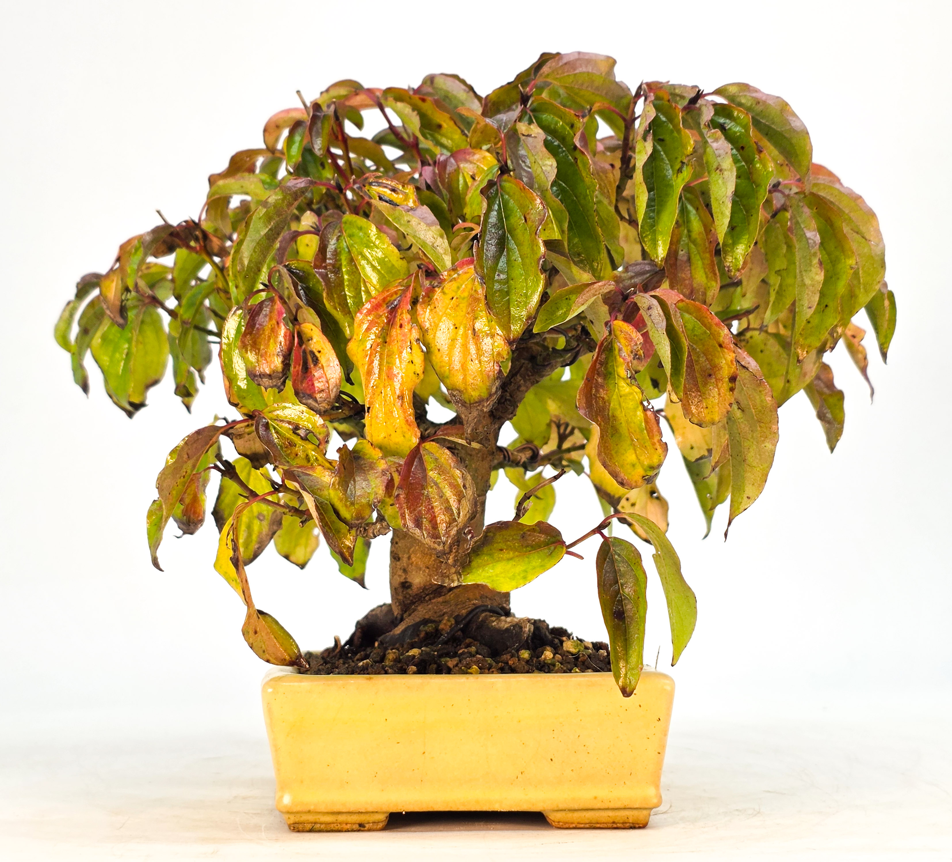 Bonsai Kornelkirsche - Cornus mas Shohin 15cm 