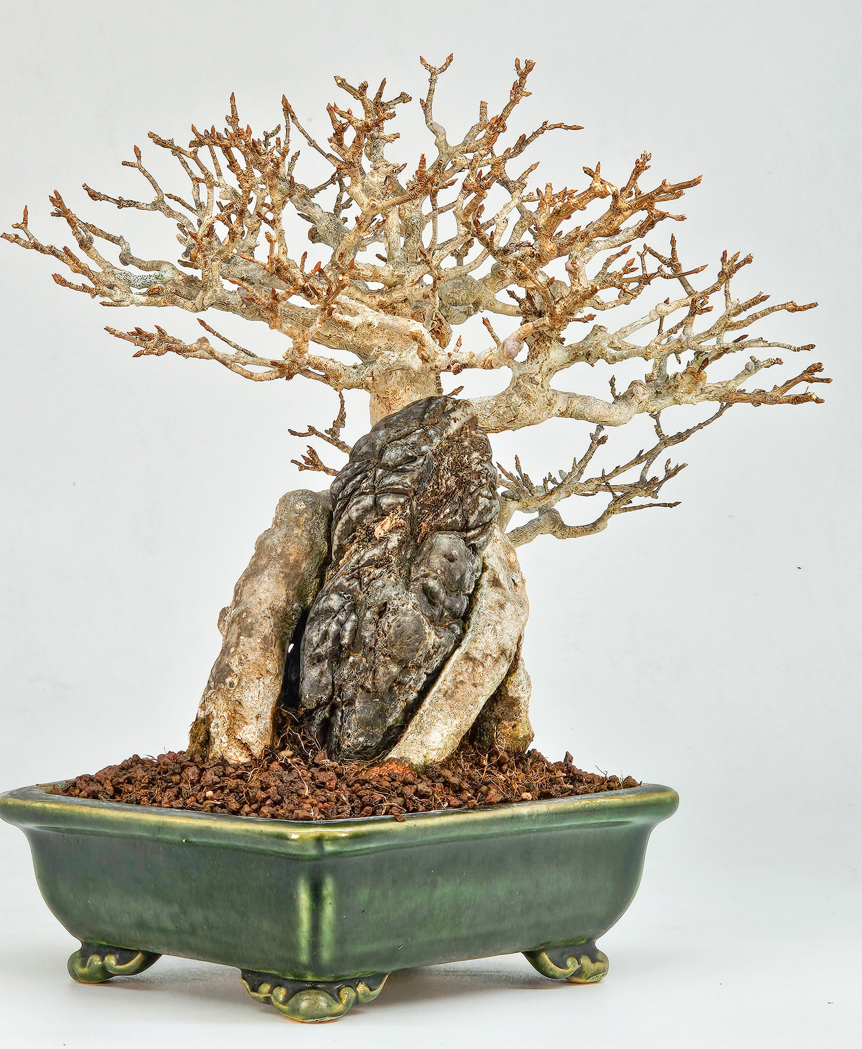 Bonsai Dreispitzahorn - Acer buergerianum Ishizuki Shohin 17cm  
