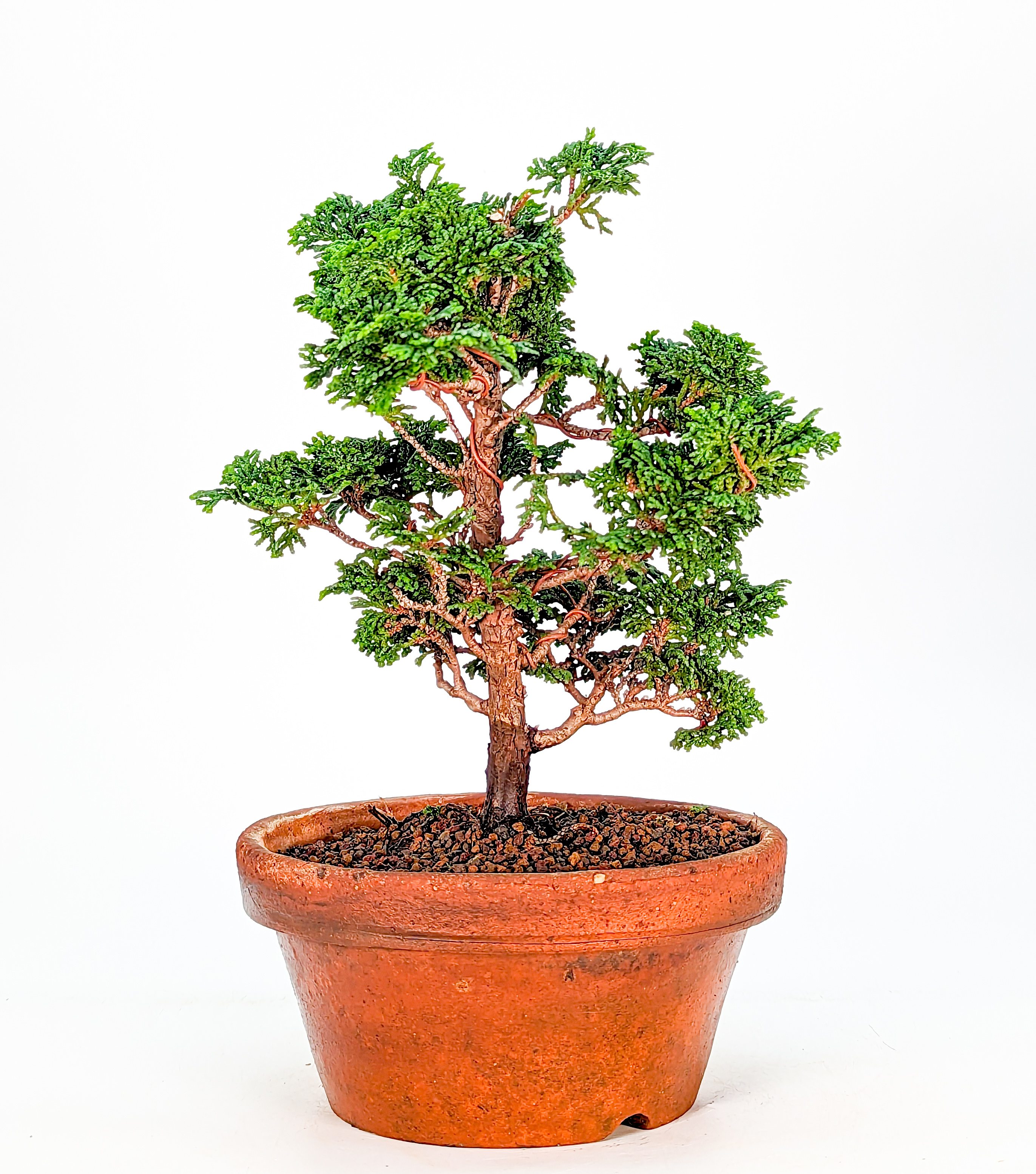 Bonsai Hinoki Scheinzypresse - chamaecyparis obtusa 20cm