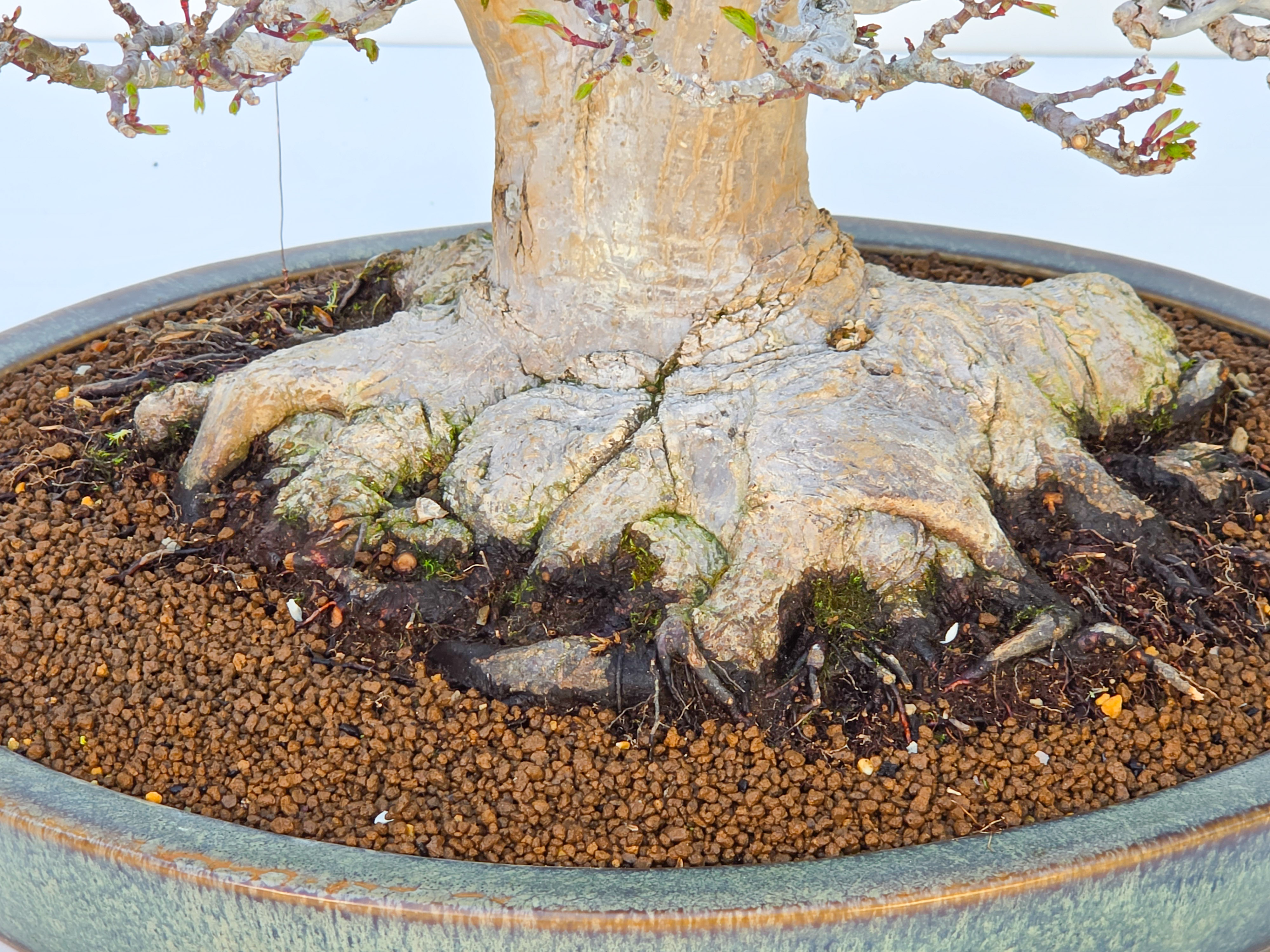 Bonsai Premium Löwenkopfahorn- Acer palmatum Shishigashira 61cm Video!!