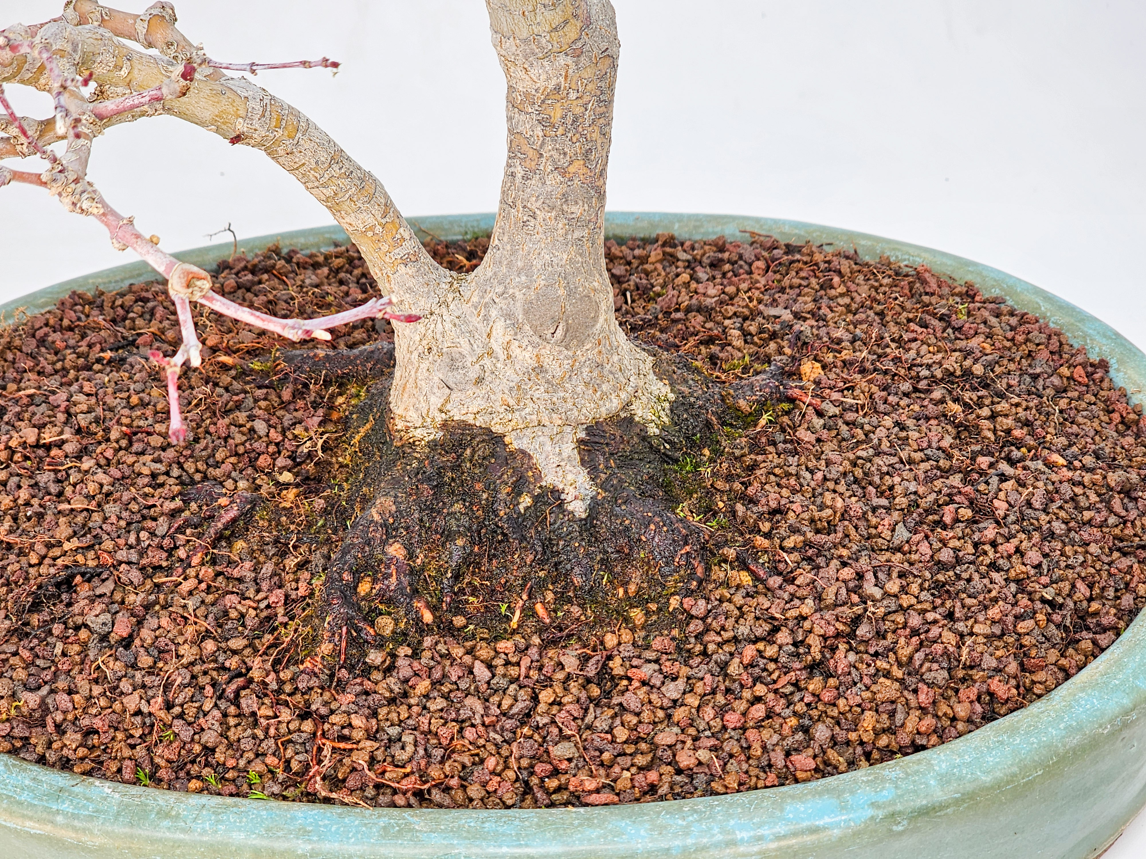 Bonsai Premium Fächerahorn - Acer palmatum beni chidori 36cm