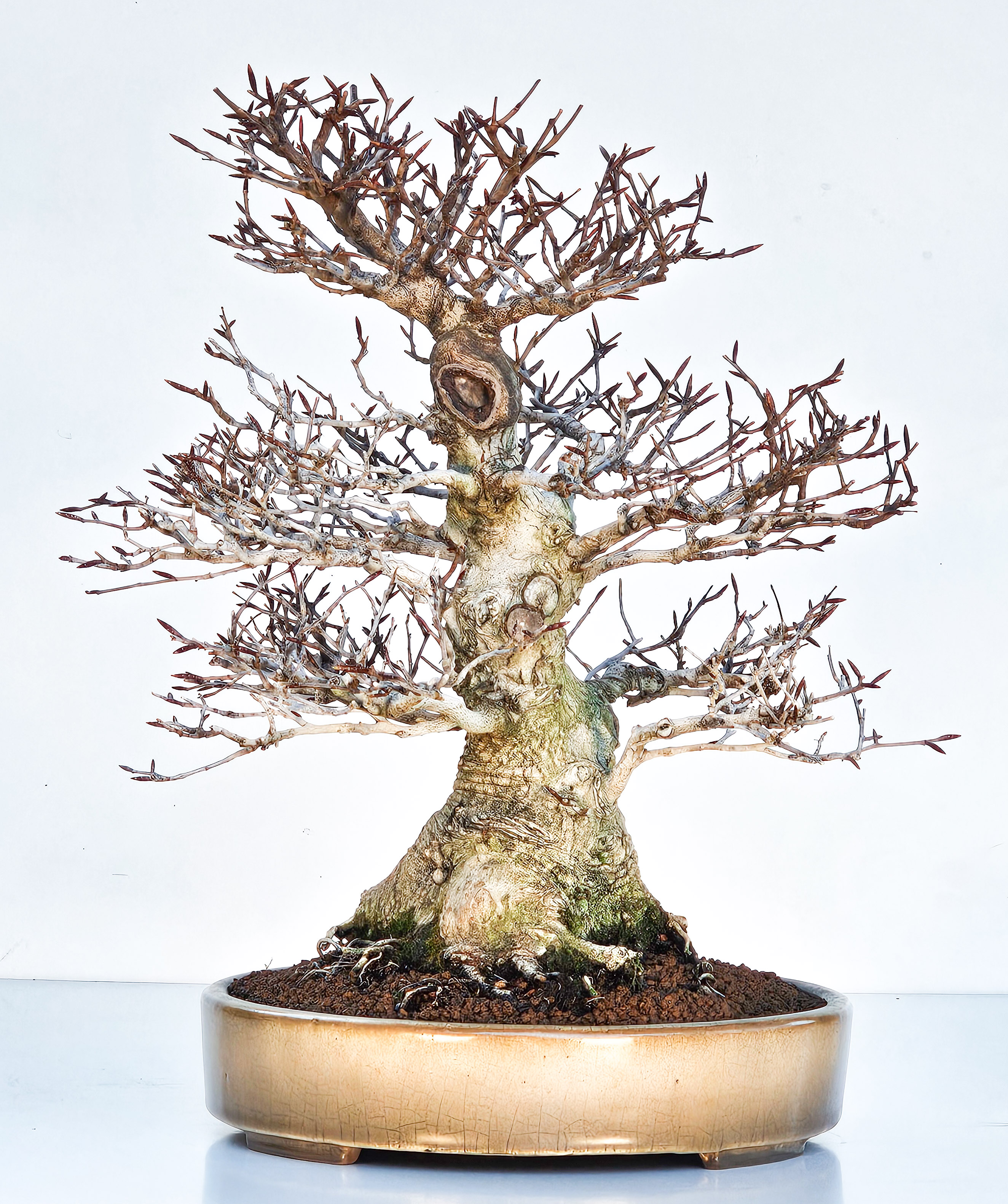 Bonsai Premium Kerbbuche Fagus Crenata - Yorozu-en 33cm