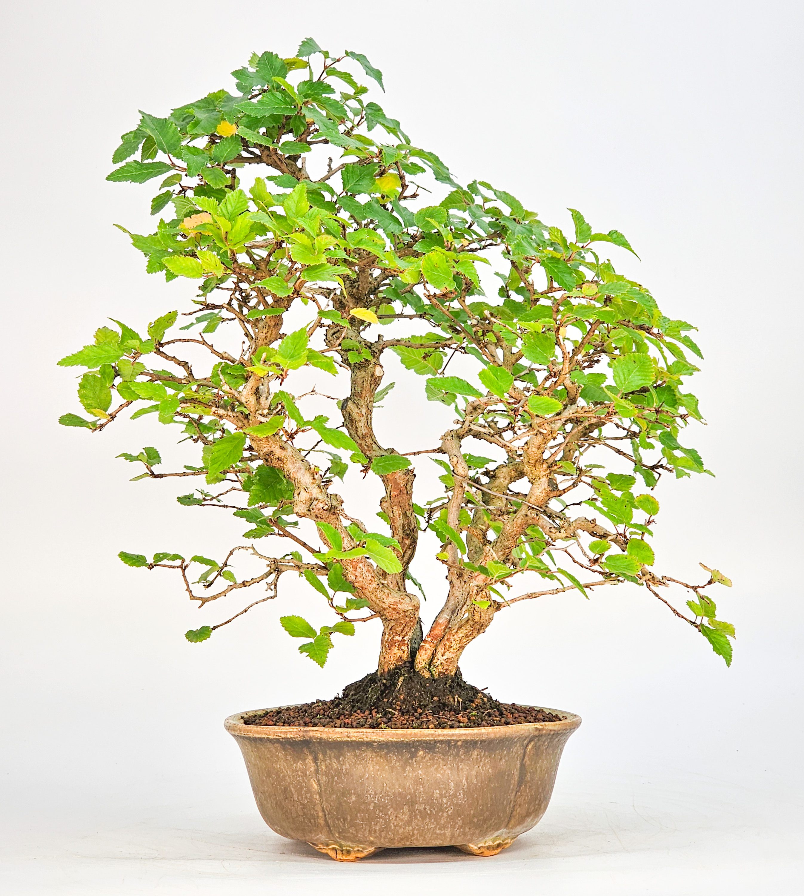 Bonsai Koreanische Hainbuche Carpinus coreana 26cm