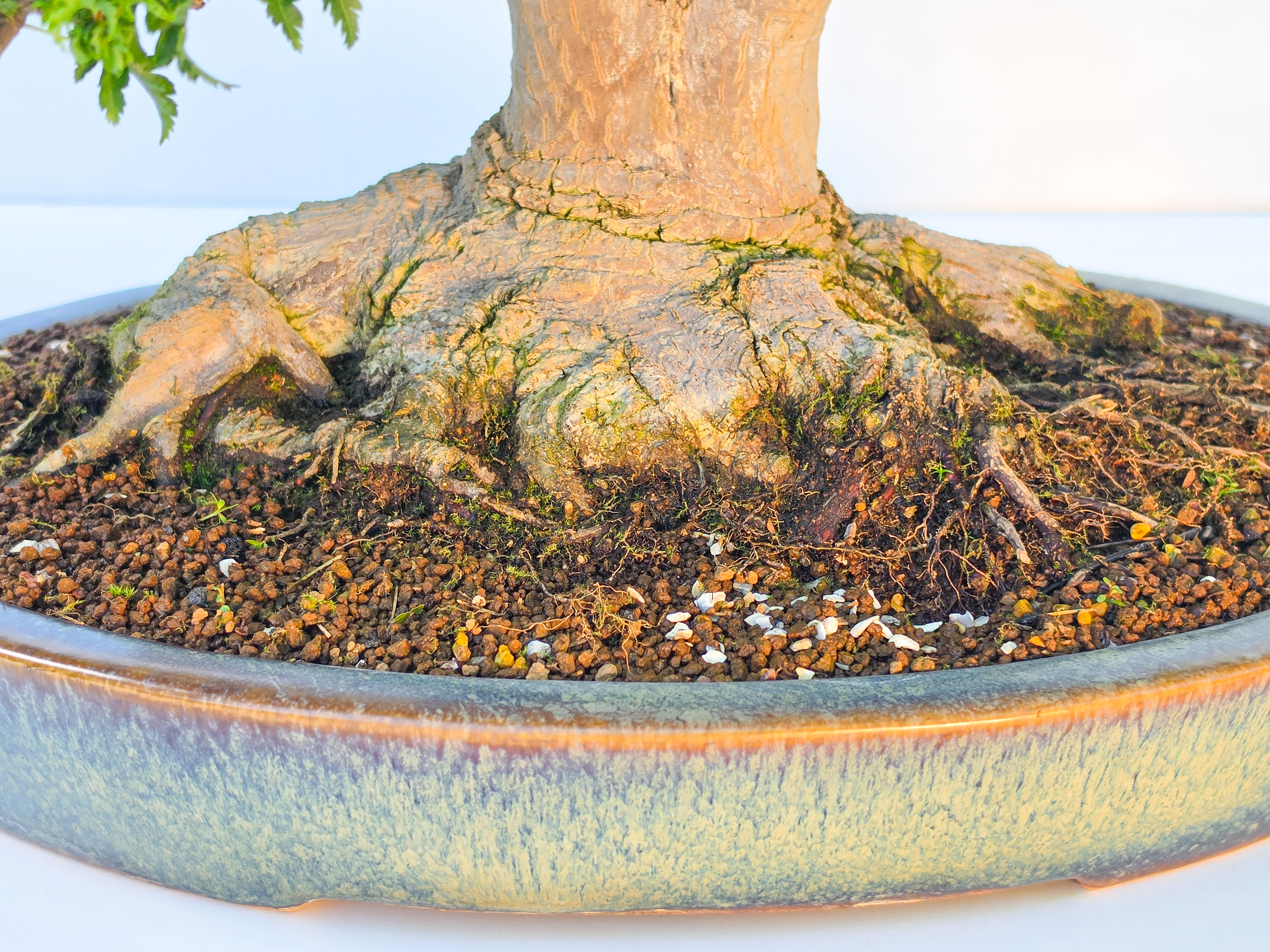 Bonsai Premium Löwenkopfahorn- Acer palmatum Shishigashira 61cm Video!!