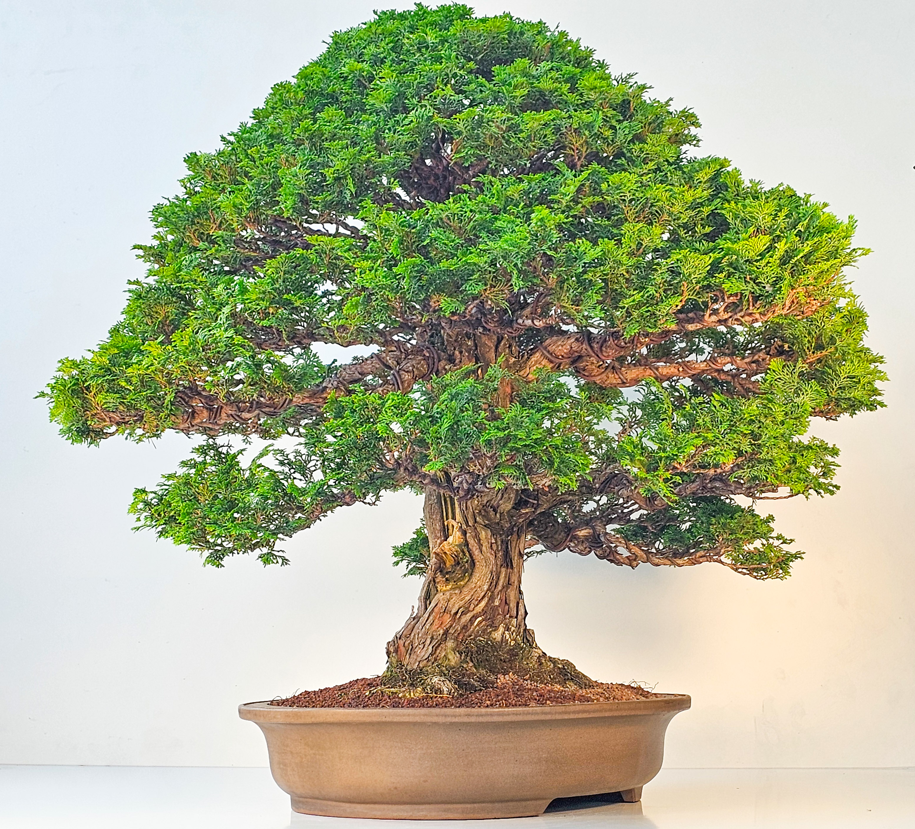 Bonsai Chamaecyparis obtusa 70 cm Video!! Bonsai Chamaecyparis obtusa 70 cm Video!!