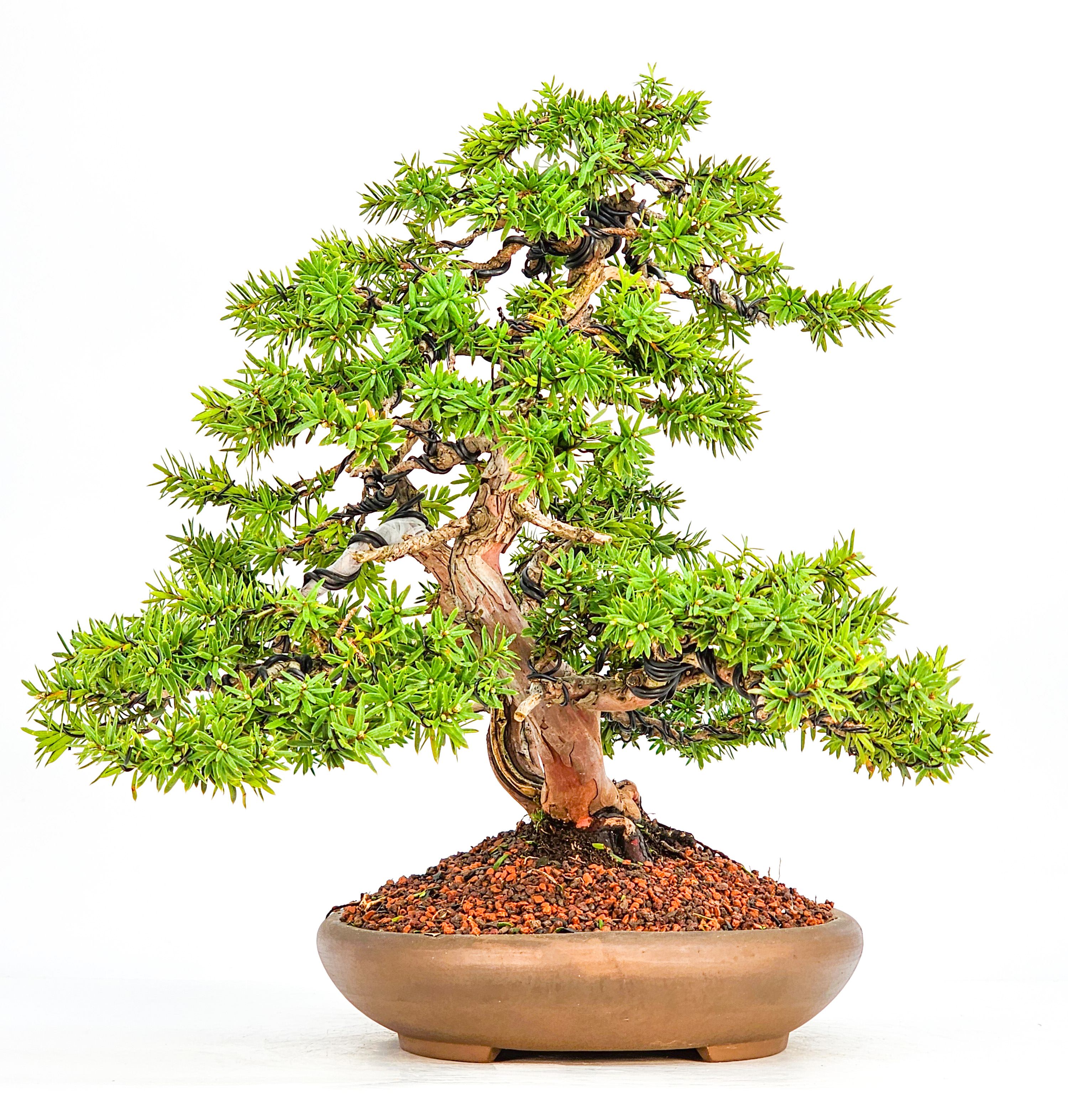 Bonsai Eibe Taxus 32cm