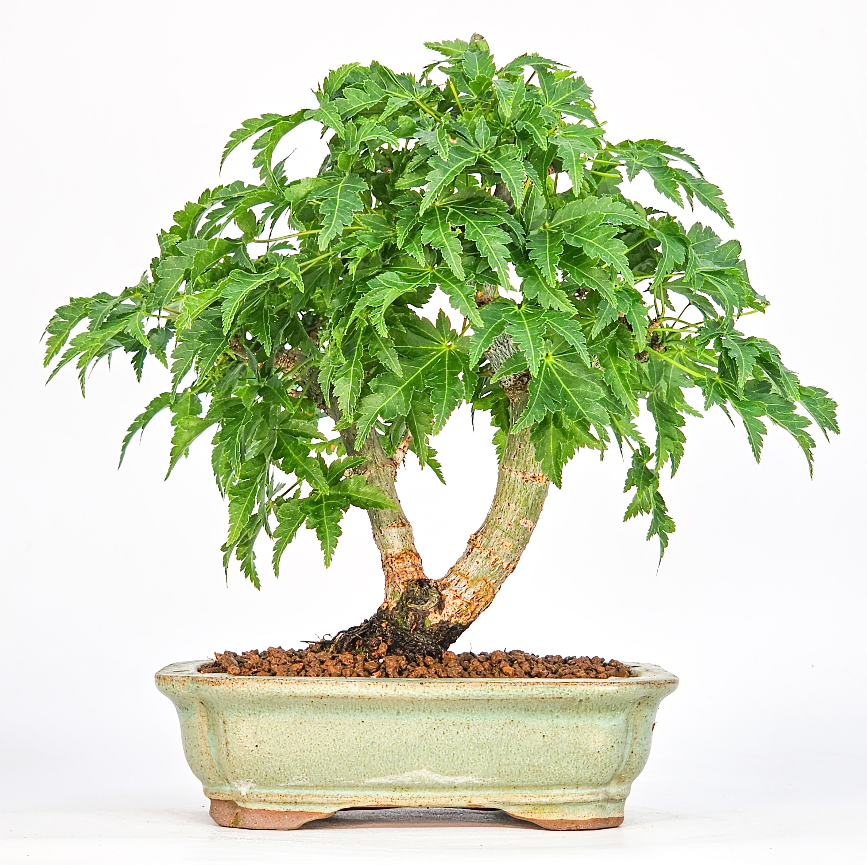 Bonsai Löwenkopfahorn- Acer palmatum Shishigashira Shohin 16cm
