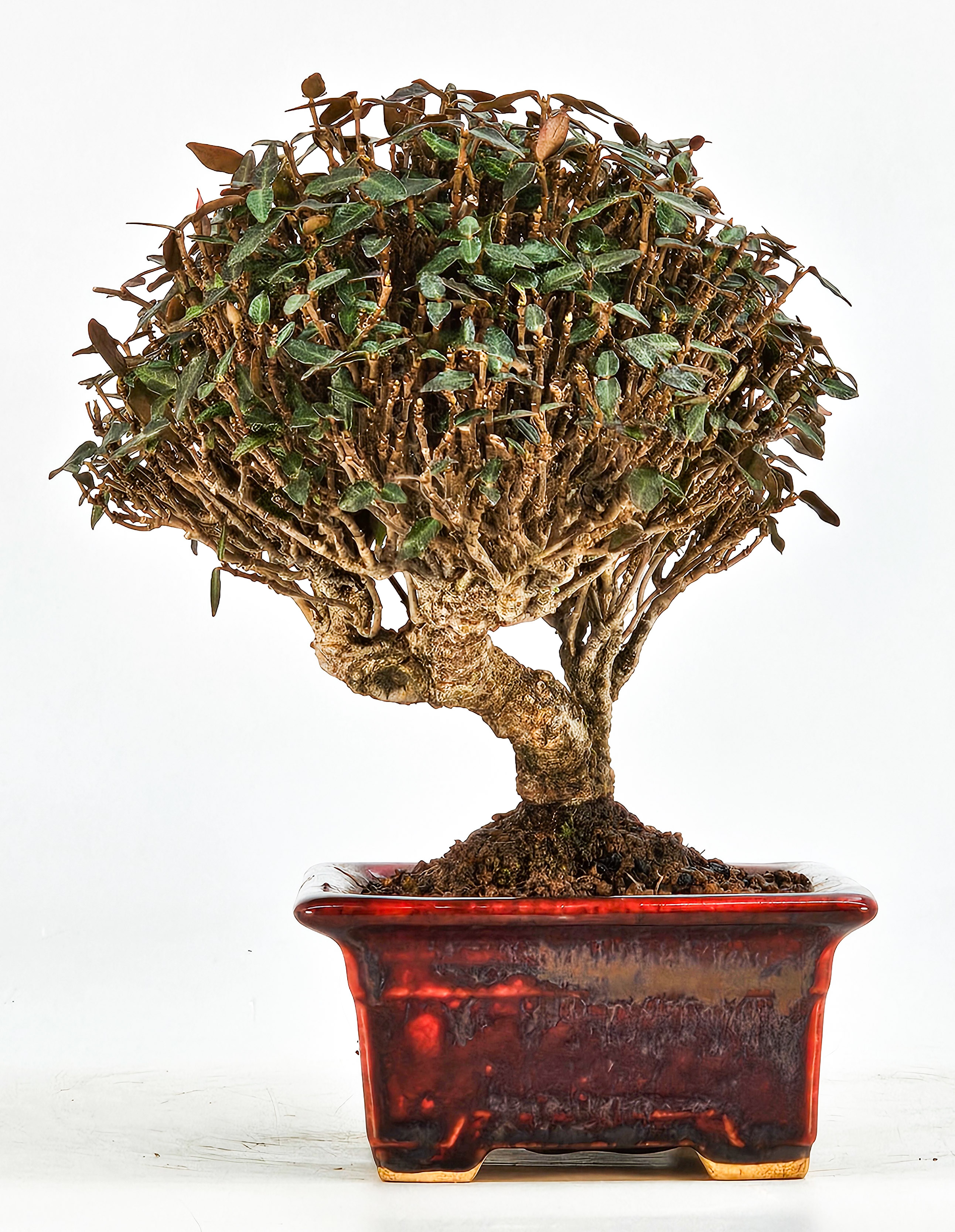 Bonsai Sternjasmin - Trachelospermum jasminoides Shohin 12cm